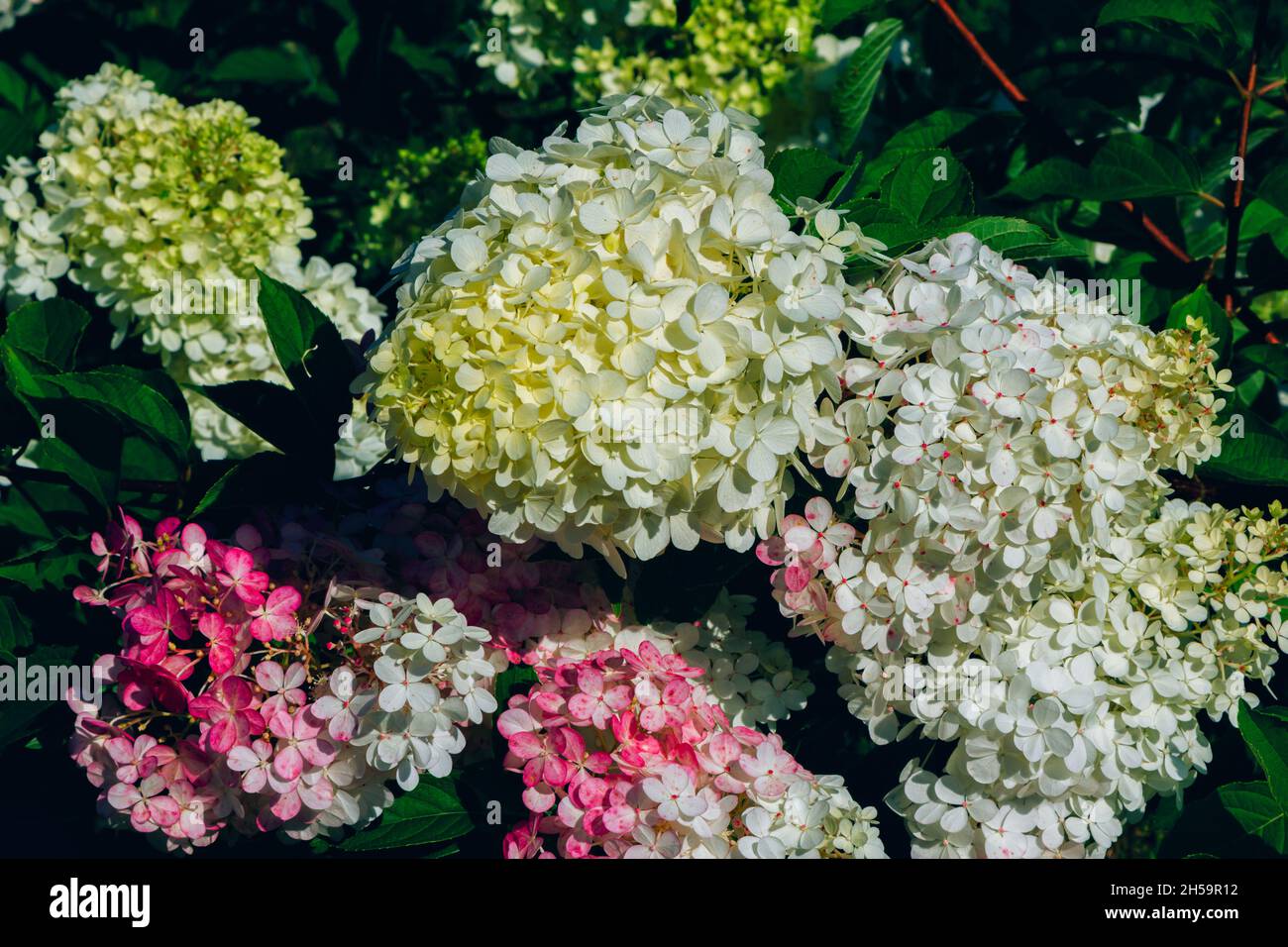 Bella fioritura hydrangea paniculata o cespuglio di limelight con fiori rosa e foglie verdi brillanti, in crescita in un giardino estivo Foto Stock