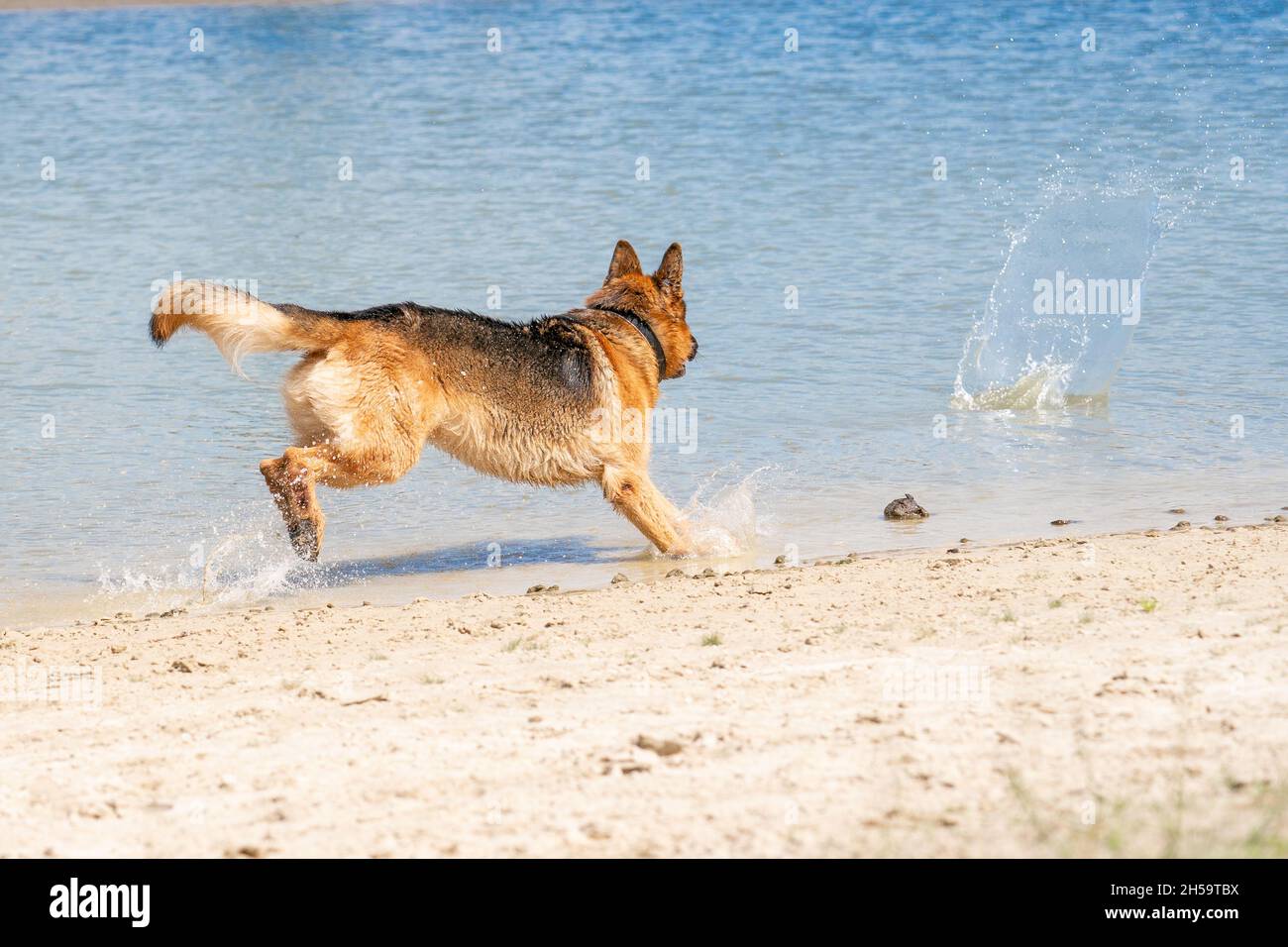 Giovane e felice Pastore tedesco, giocando in acqua. Il cane schizza e salta felicemente nel lago. Foto Stock
