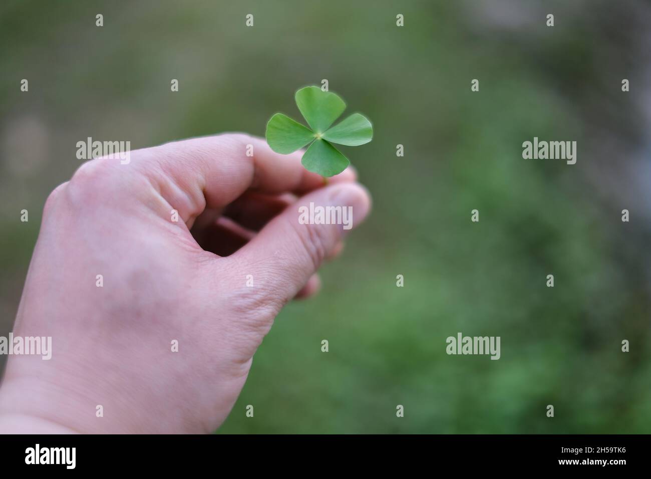 Una mano che raccoglie un trifoglio verde di 4 foglie da un giardino, salvandolo come un fascino buona fortuna. Le quattro foglie rappresentano speranza, fede, amore e fortuna. Foto Stock