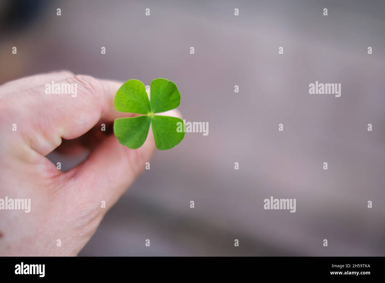 Una mano che raccoglie un trifoglio verde di 4 foglie da un giardino, salvandolo come un fascino buona fortuna. Le quattro foglie rappresentano speranza, fede, amore e fortuna. Foto Stock