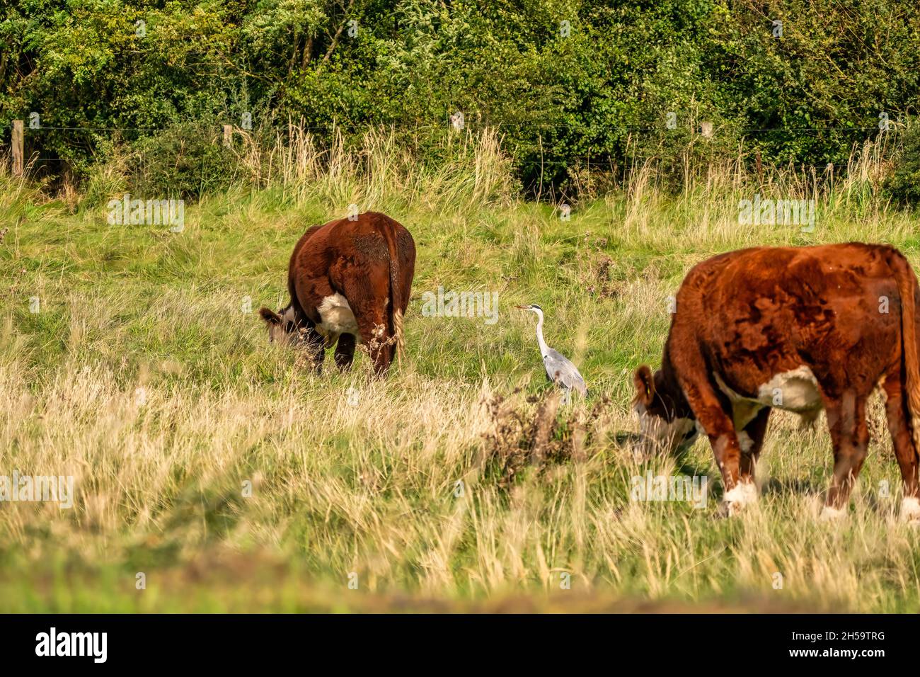Un airone grigio dettagliato cammina tra due mucche brune selvatiche nell'erba. In autunno, il sole splende. Temi animali, sfondo, spazio copia. . Foto Stock