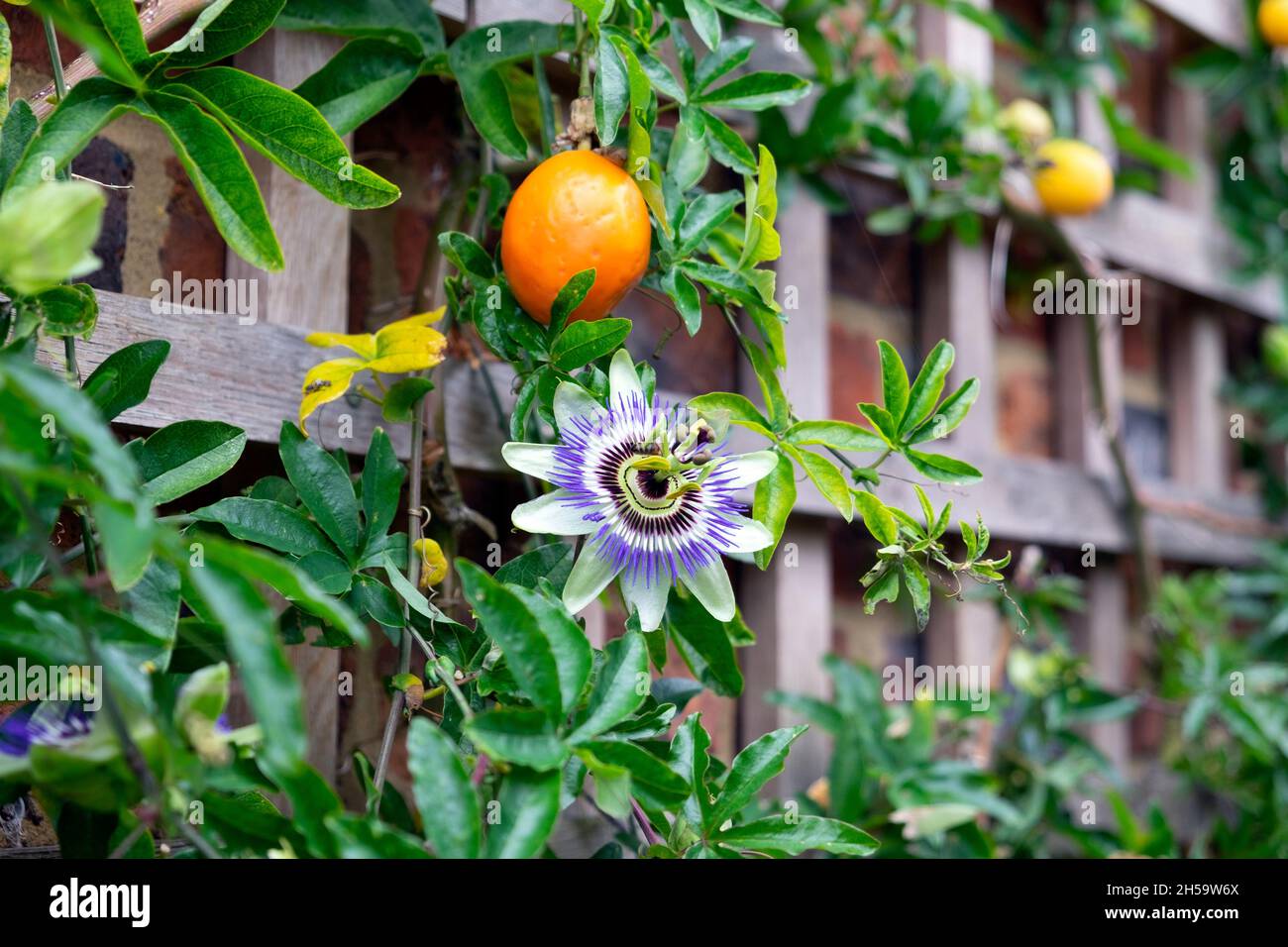 Passiflora caerulea blu passione fiore & arancio maturo frutta in arrampicata vite con traliccio di legno telaio di supporto in Rye Sussex Inghilterra UK KATHY DEWITT Foto Stock