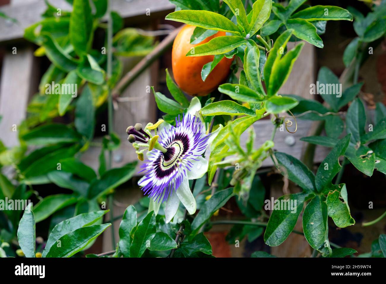 Passiflora caerulea blu passione fiore & arancio maturo frutta in arrampicata vite con traliccio di legno telaio di supporto in Rye Sussex Inghilterra UK KATHY DEWITT Foto Stock