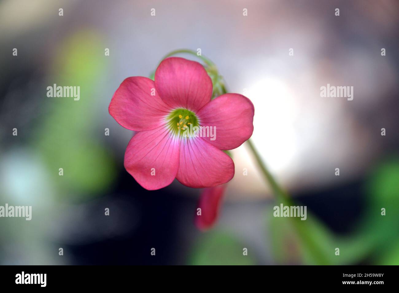 Rosa Oxalis tetrafylla 'Croce di ferro' (pianta di buona fortuna) Fiore cresciuto in un vaso di fiori su un patio in un Giardino Cottage Inglese, Lancashire, Inghilterra, Regno Unito. Foto Stock