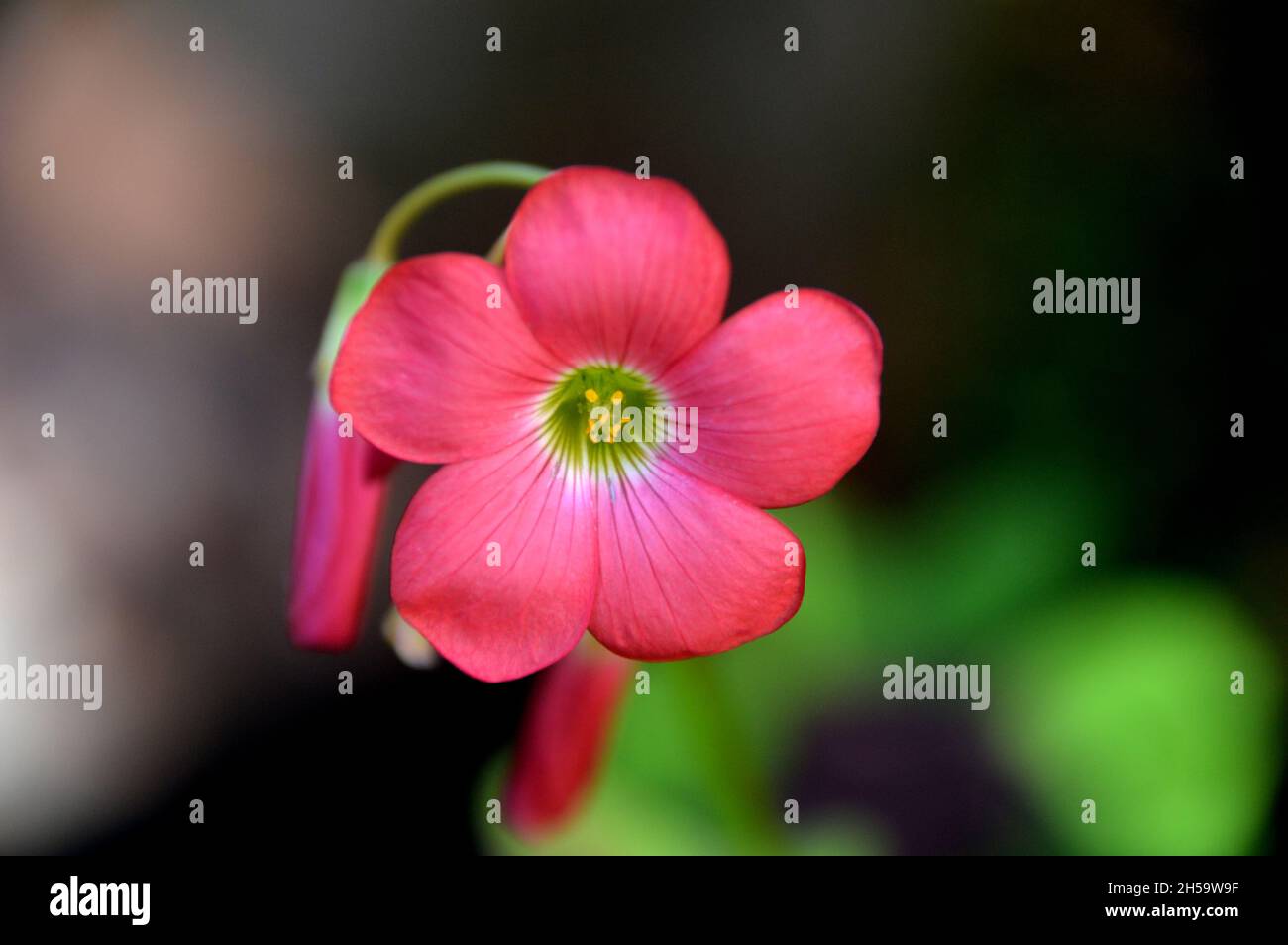 Rosa Oxalis tetrafylla 'Croce di ferro' (pianta di buona fortuna) Fiore cresciuto in un vaso di fiori su un patio in un Giardino Cottage Inglese, Lancashire, Inghilterra, Regno Unito. Foto Stock