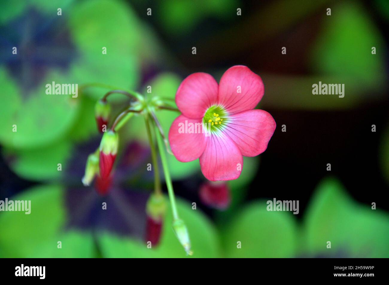 Rosa Oxalis tetrafylla 'Croce di ferro' (pianta di buona fortuna) Fiore cresciuto in un vaso di fiori su un patio in un Giardino Cottage Inglese, Lancashire, Inghilterra, Regno Unito. Foto Stock