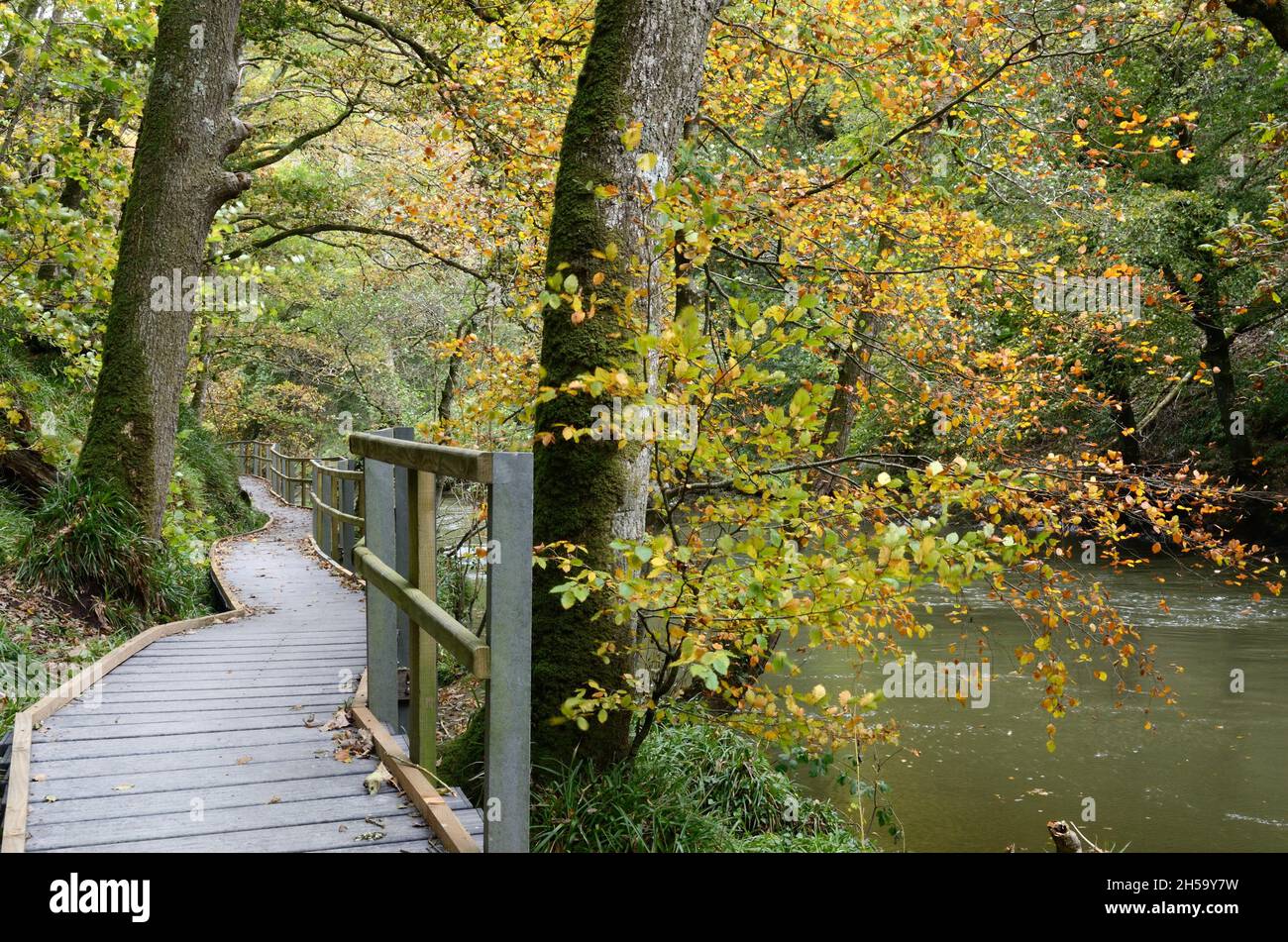Passeggiata sul lungofiume sulla riva del fiume Teifi a Cenarth in autumnCarmarthenshire Galles Cymru UK Foto Stock