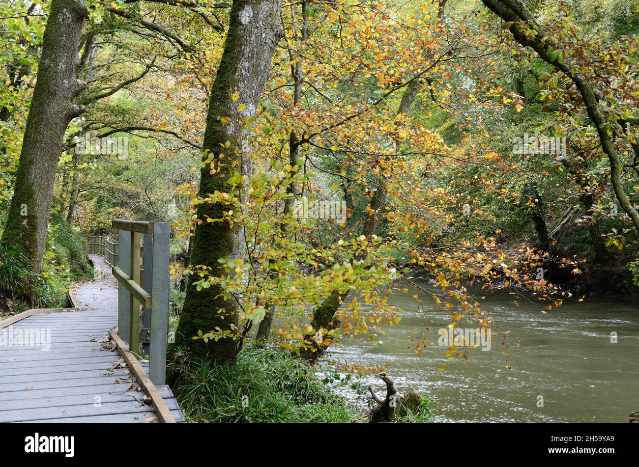 Passeggiata sul lungofiume sulla riva del fiume Teifi a Cenarth in autumnCarmarthenshire Galles Cymru UK Foto Stock
