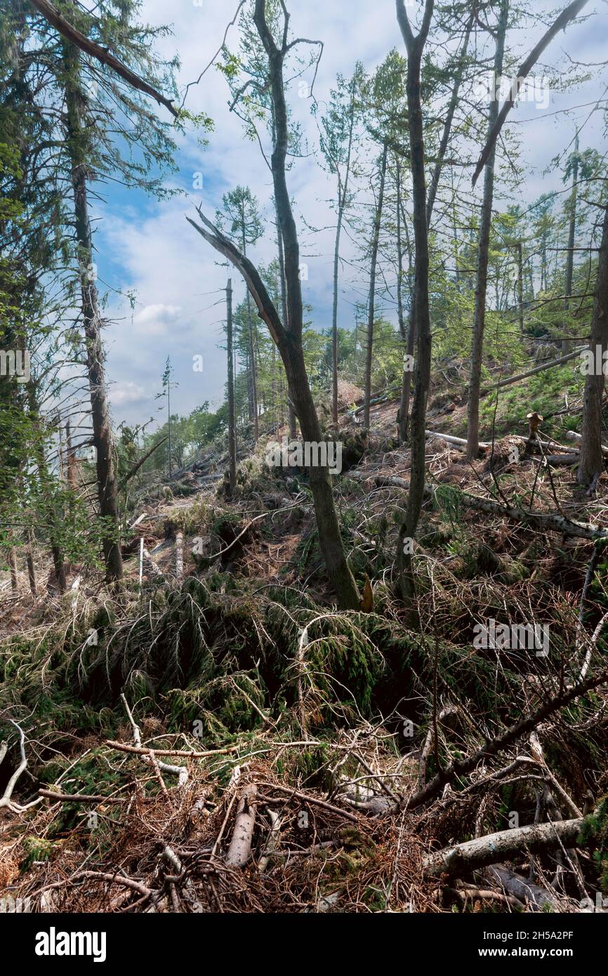Una foresta distrutta da un tornado durante l'estate Foto Stock