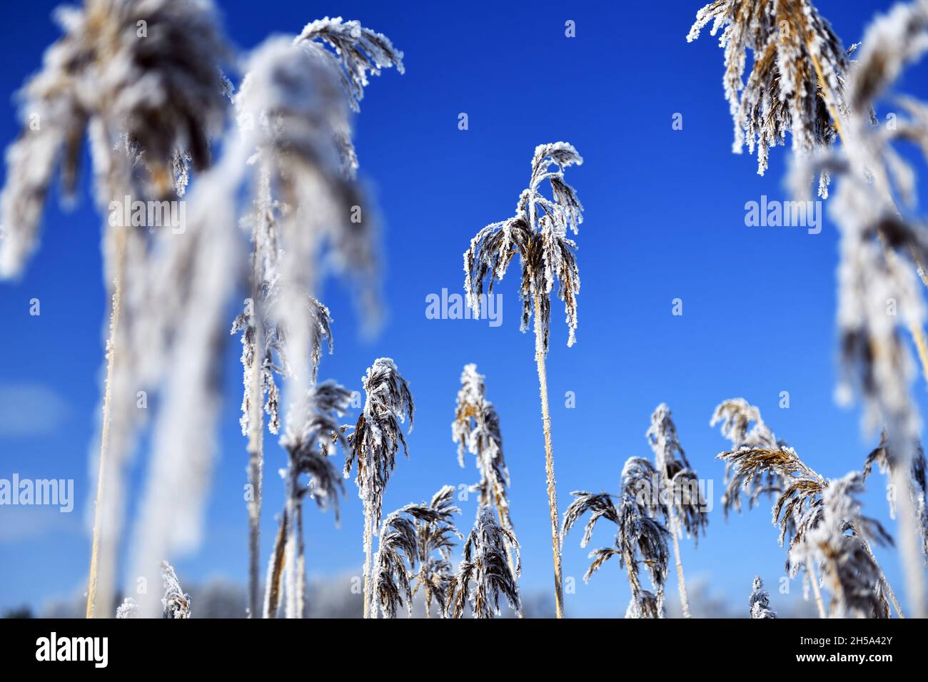 Reet mit Raureif in Kirchwerder, Vier- und Marschlande, Amburgo, Germania, Europa Foto Stock