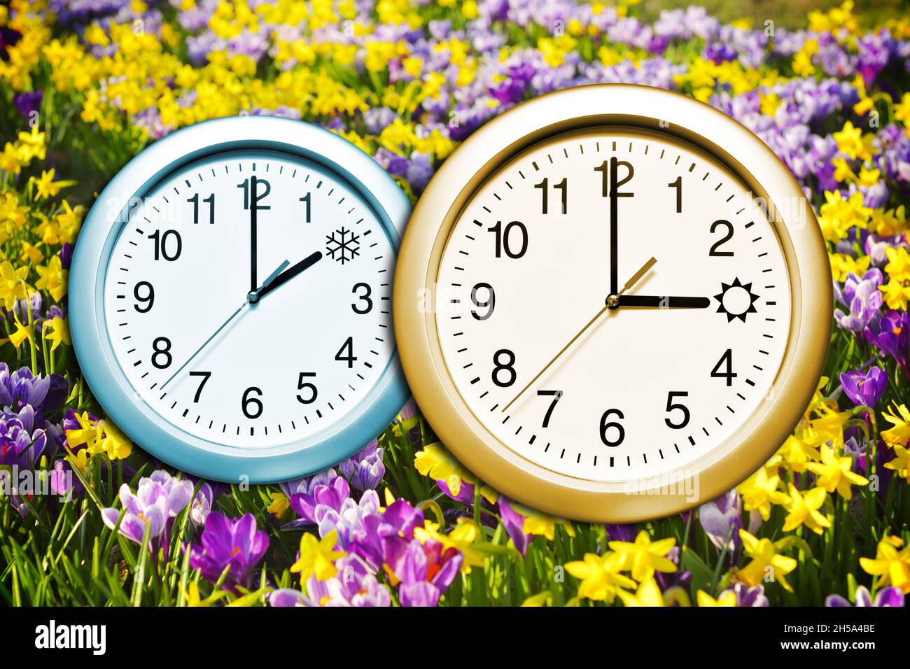 FOTOMONTAGE, Zwei Uhren vor Fruehlingsblumen, Uhrumstellung auf Sommerzeit Foto Stock