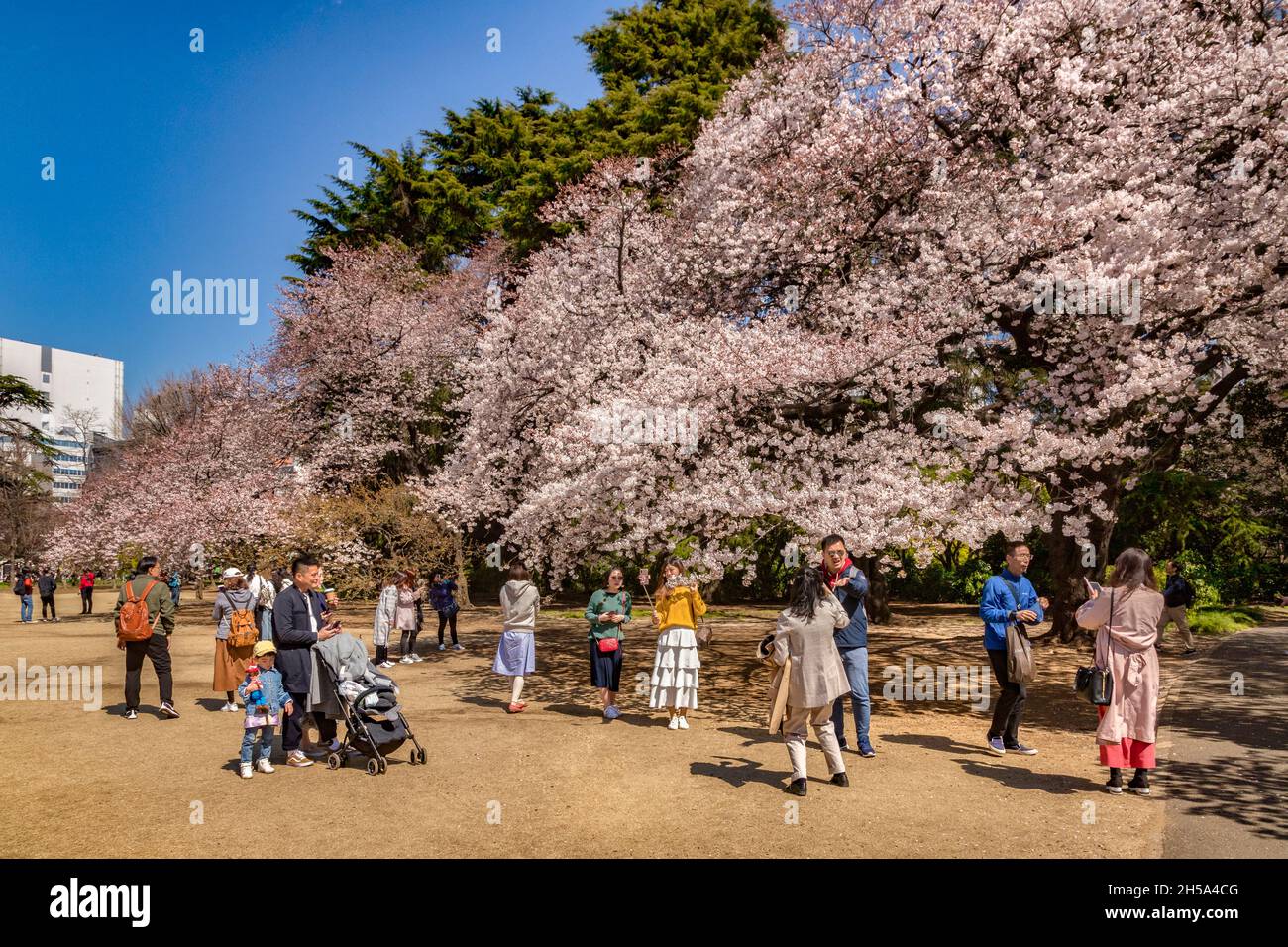 4 aprile 2019: Tokyo, Giappone - i giapponesi si godono Hanami Festival nel giardino nazionale Shinjuku Gyoen in una perfetta giornata di primavera. Foto Stock