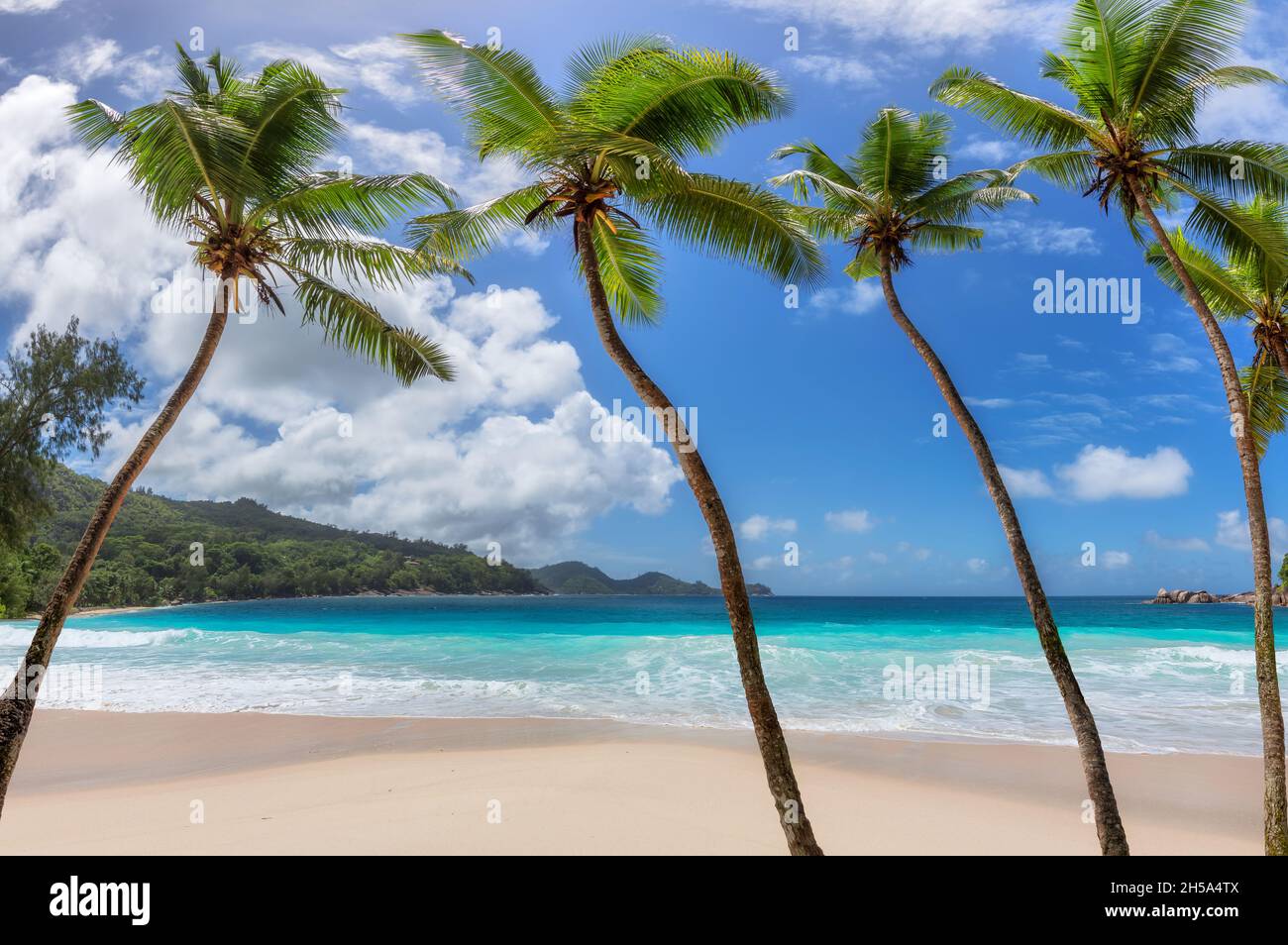Coco palme in paradiso Sunny Beach nell'isola caraibica Foto Stock