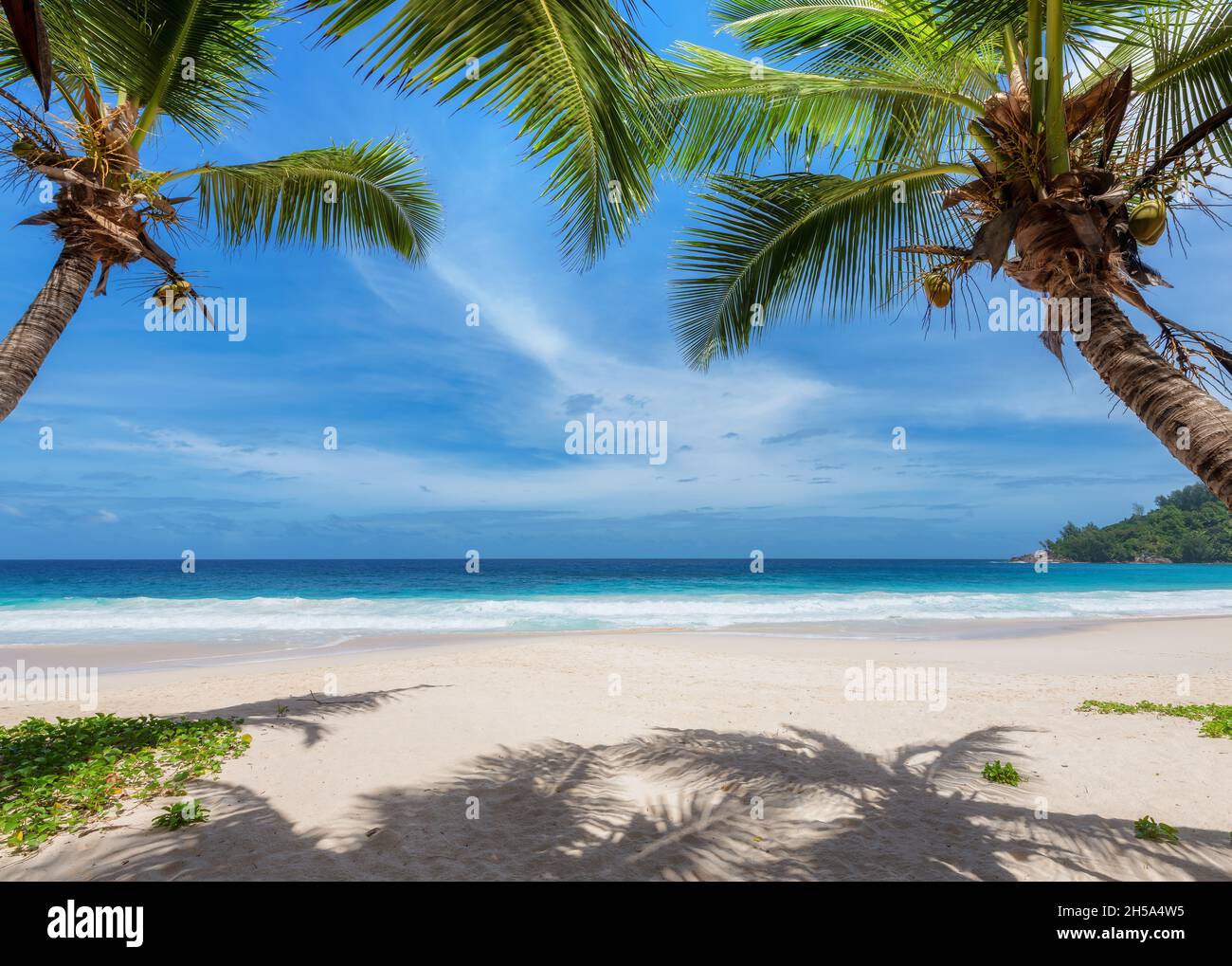 Spiaggia soleggiata con palme coco e mare tropicale nell'isola del paradiso Foto Stock