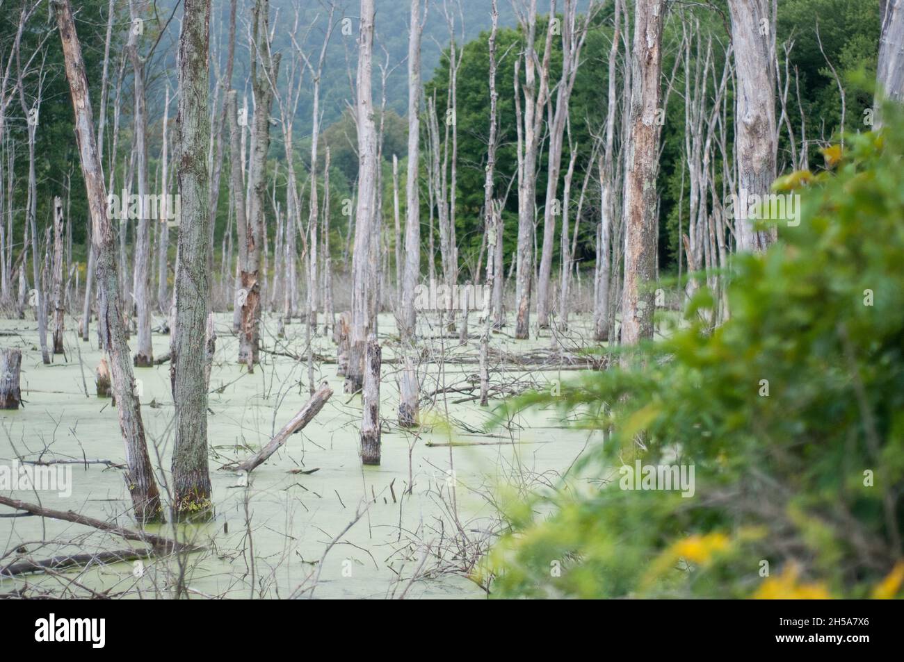 Alberi in zona umida Foto Stock