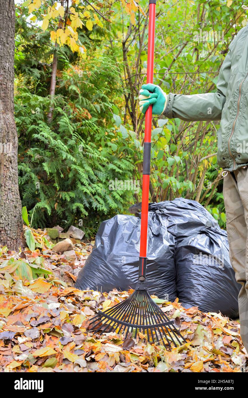 Rastrello in mano al giardiniere durante la pulizia autunnale del cortile contro lo sfondo di borse con foglie raccolte. Foto Stock