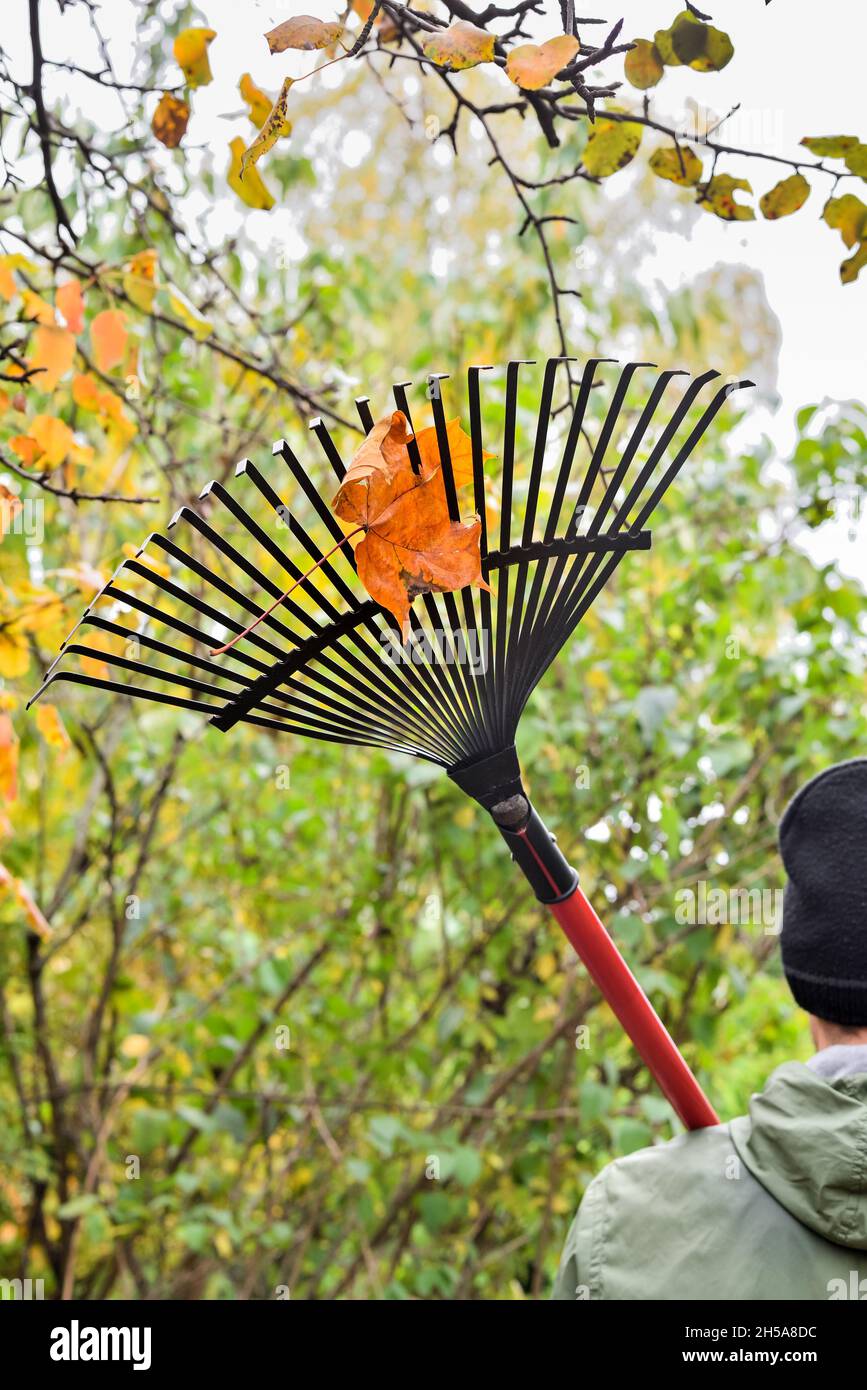 Foglia di acero su un rastrello durante la pulizia del giardino d'autunno. Rastrello sulla spalla di un lavoratore mentre raccogliendo le foglie d'autunno nel giardino. Foto Stock