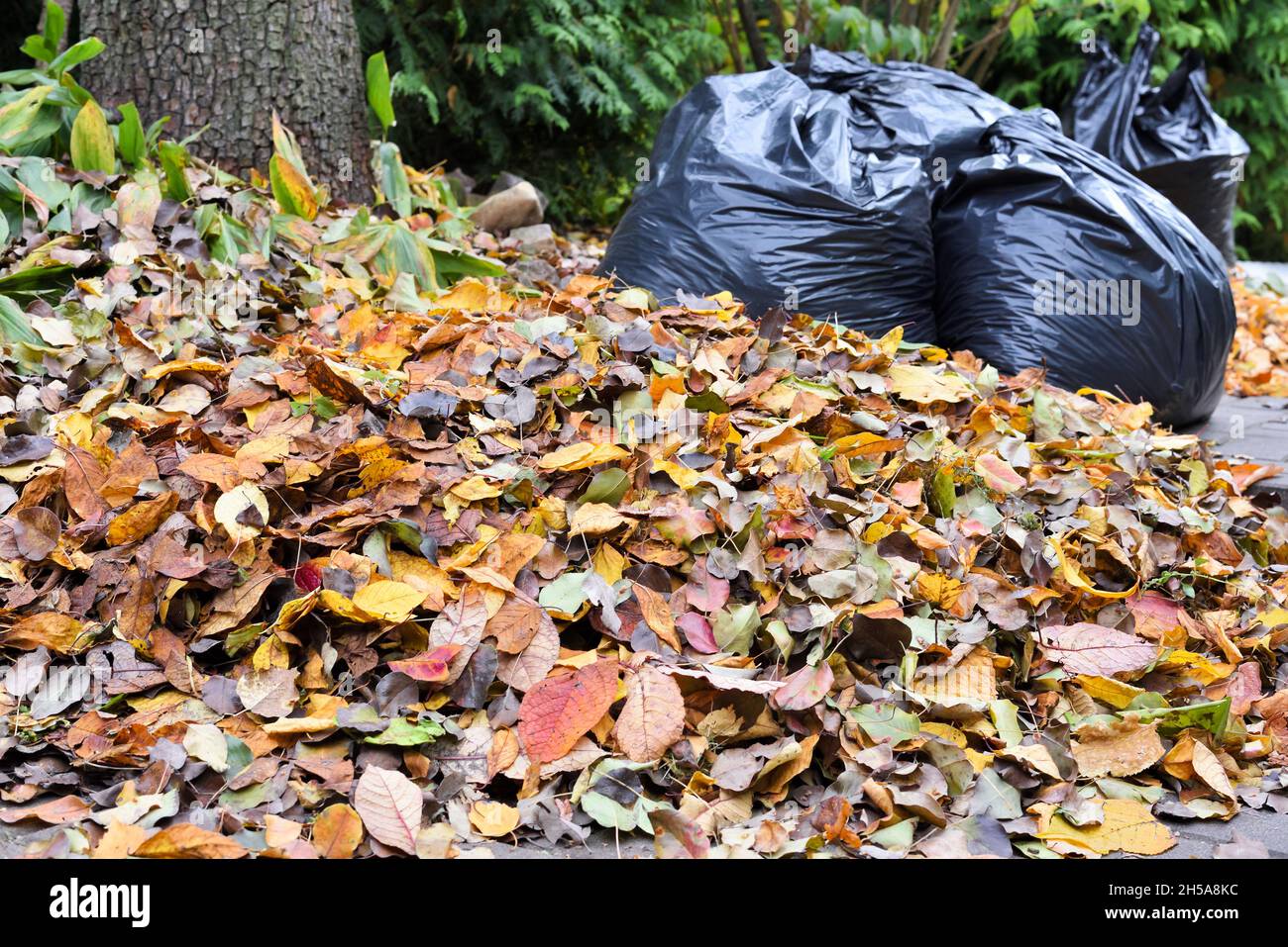 Mucchio di foglie d'autunno nel giardino contro lo sfondo di borse con foglie raccolte Foto Stock