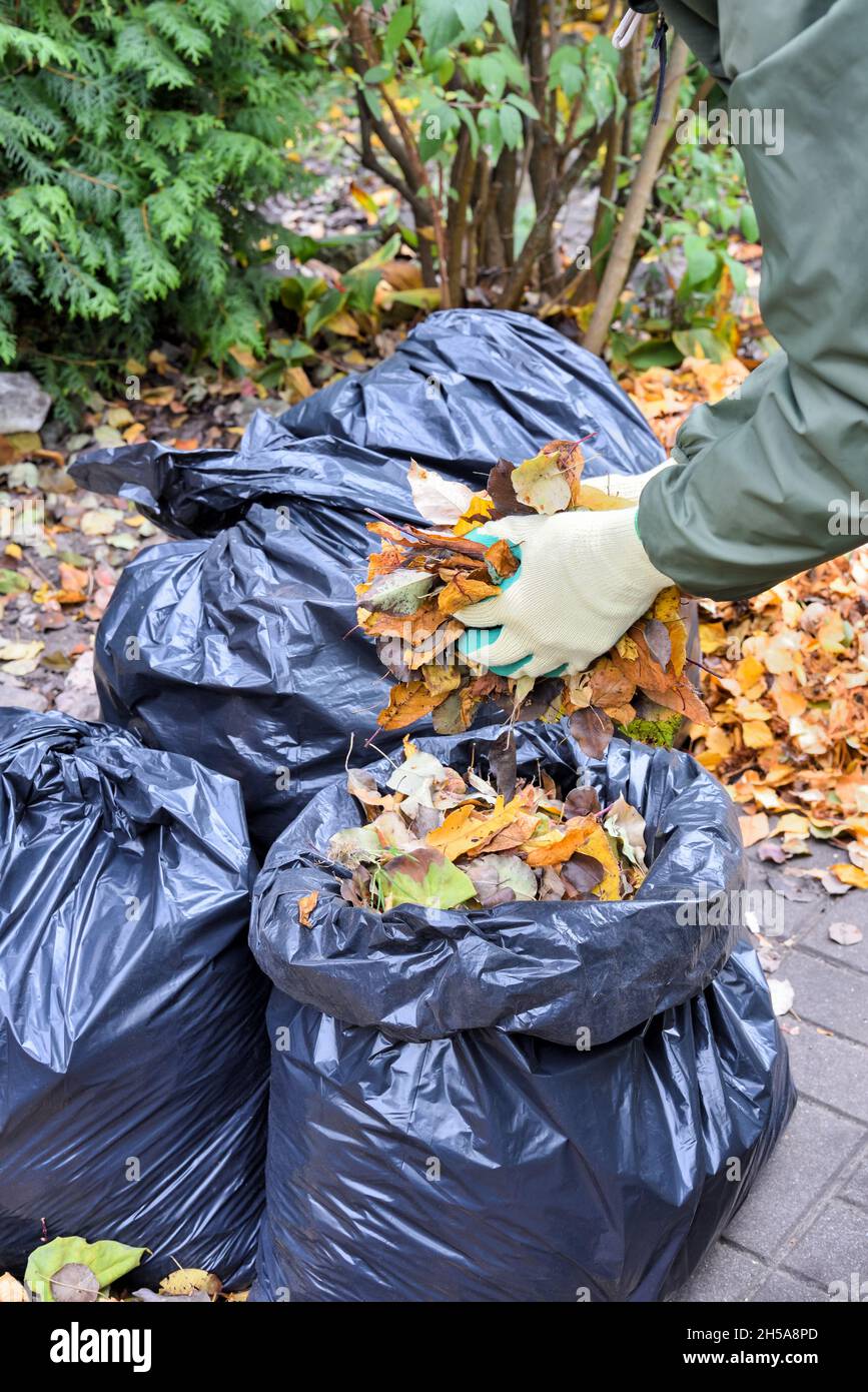 Le mani del giardiniere mettono le foglie d'autunno in un sacchetto di plastica durante la pulizia del giardino d'autunno. Usando le foglie come materiale organico in giardino o come biocarburante Foto Stock