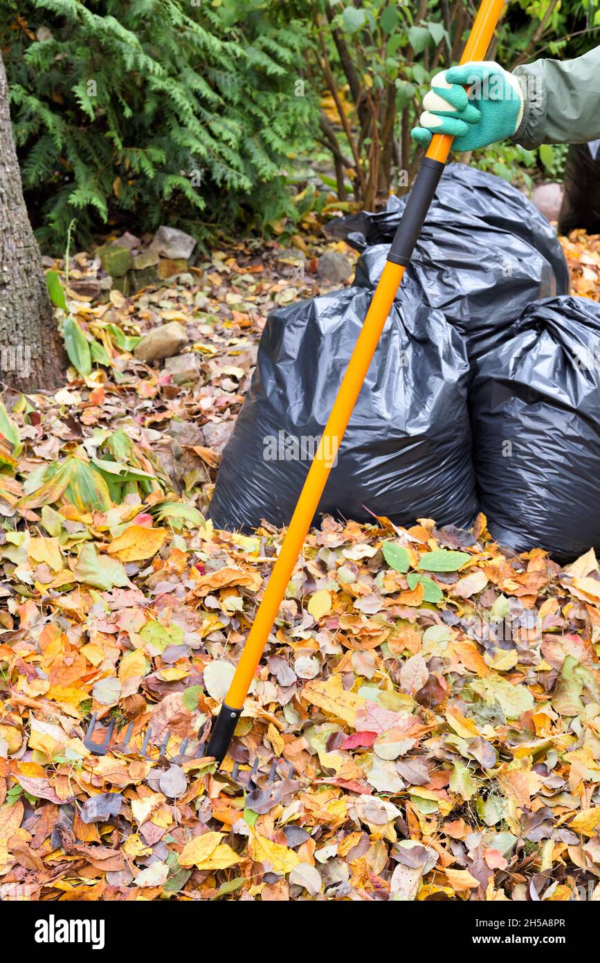Rastrello in mano del giardiniere mentre pulisce il cortile contro lo sfondo di borse con foglie raccolte Foto Stock