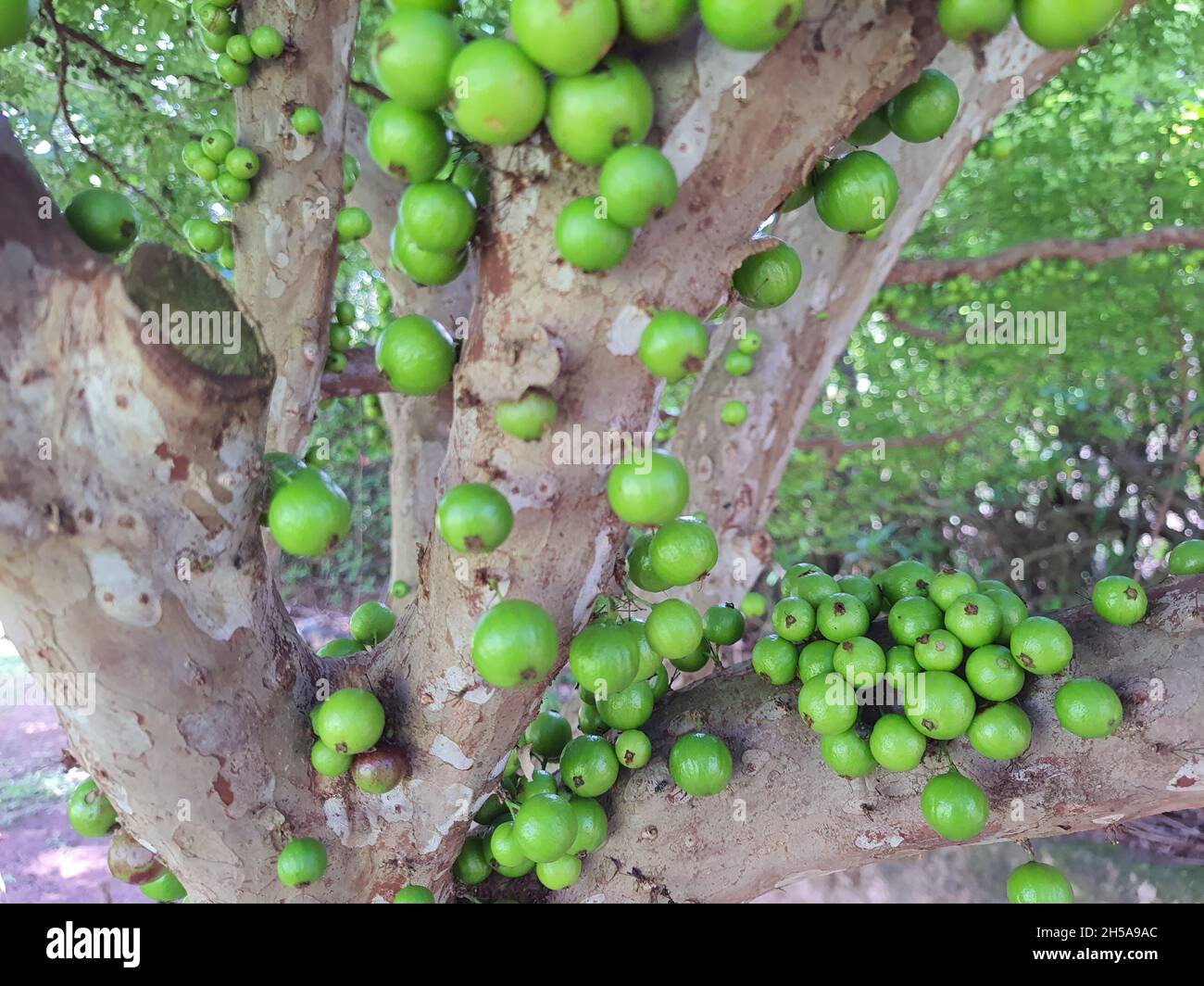 Pianta Da Frutto Esotica Tropicale 'Jabuticaba' Plinia - Foto 11