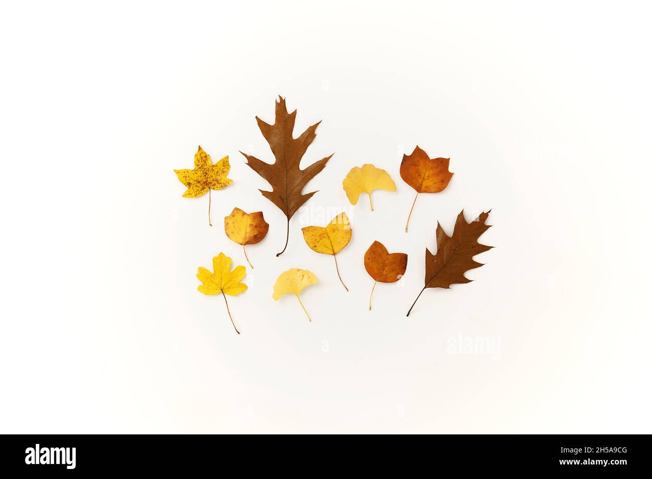 L'autunno lascia la disposizione creativa. Decorazione, motivo autunnale. Piatto posa elegante secco foglie composizione. Deco stagionale. Foto Stock