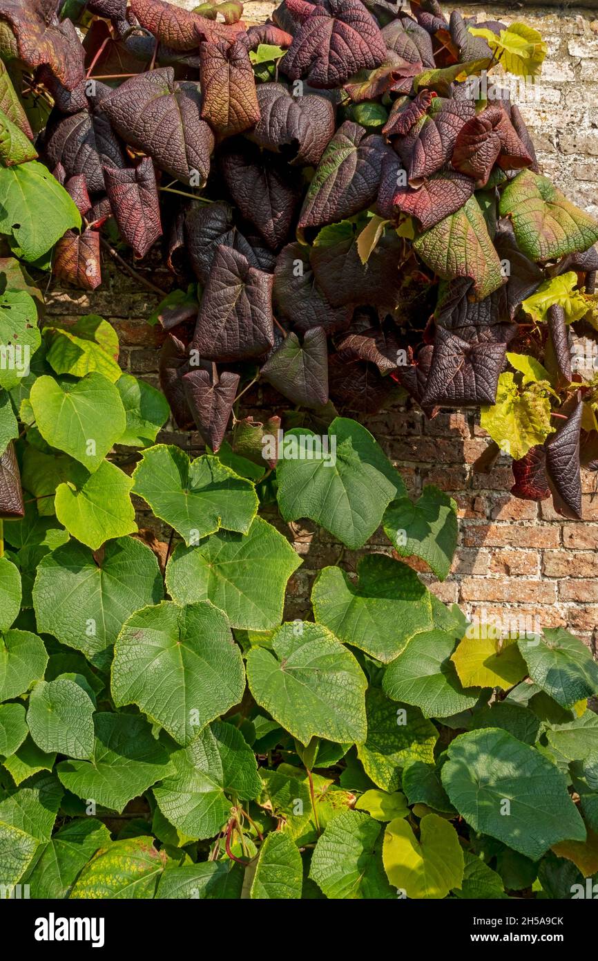 Primo piano di foglie rosse e verdi di vitigno ornamentale che coprono un muro di mattoni in autunno Inghilterra Regno Unito GB Gran Bretagna Foto Stock