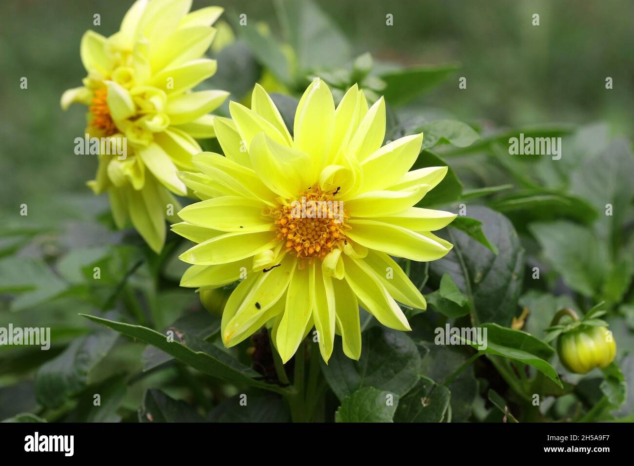 Dahlia giallo primo piano gorizontally. Macro. Famiglia Asteraceae. Compositae Foto Stock