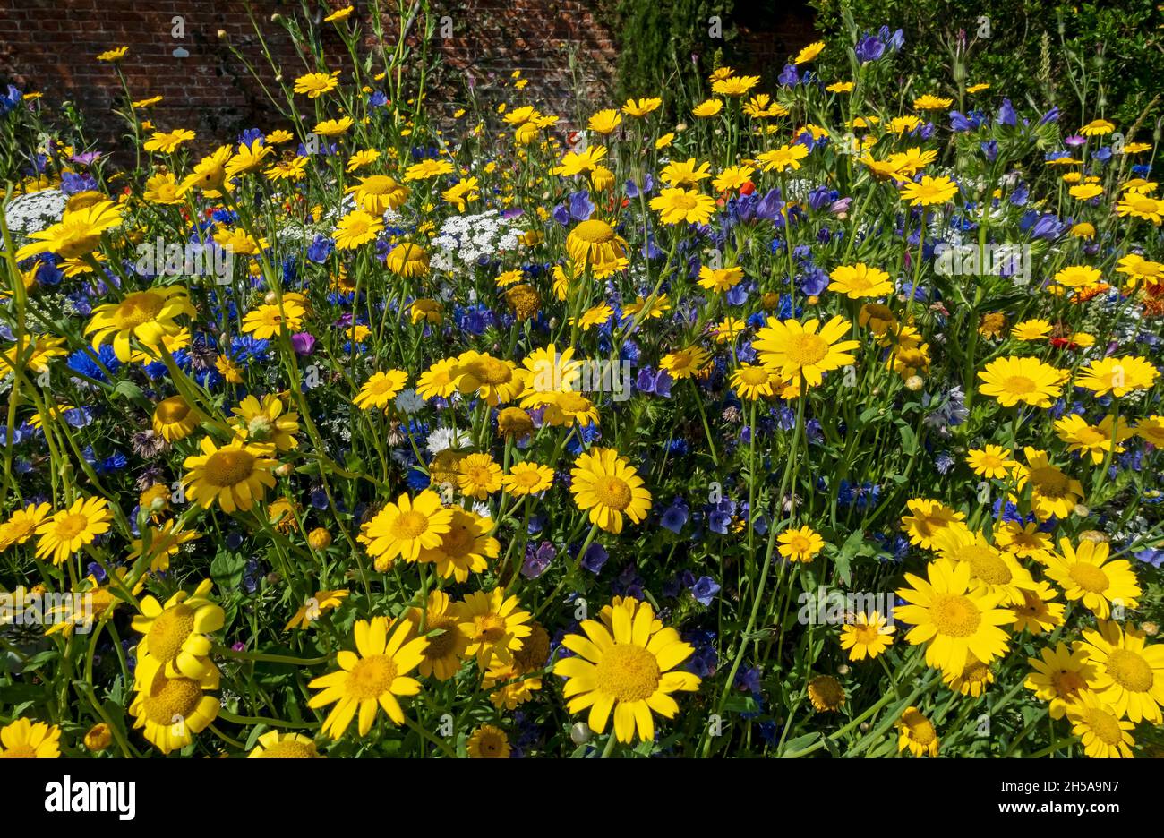 Primo piano di marigolds di mais giallo e fiori selvatici misti fiori selvatici dall'alto in un confine giardino in estate Inghilterra Regno Unito Gran Bretagna Foto Stock