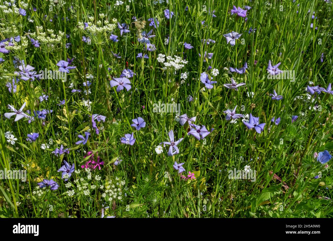 Primo piano di fiori selvatici bianchi e blu in un giardino di confine in estate Inghilterra Regno Unito GB Gran Bretagna Foto Stock