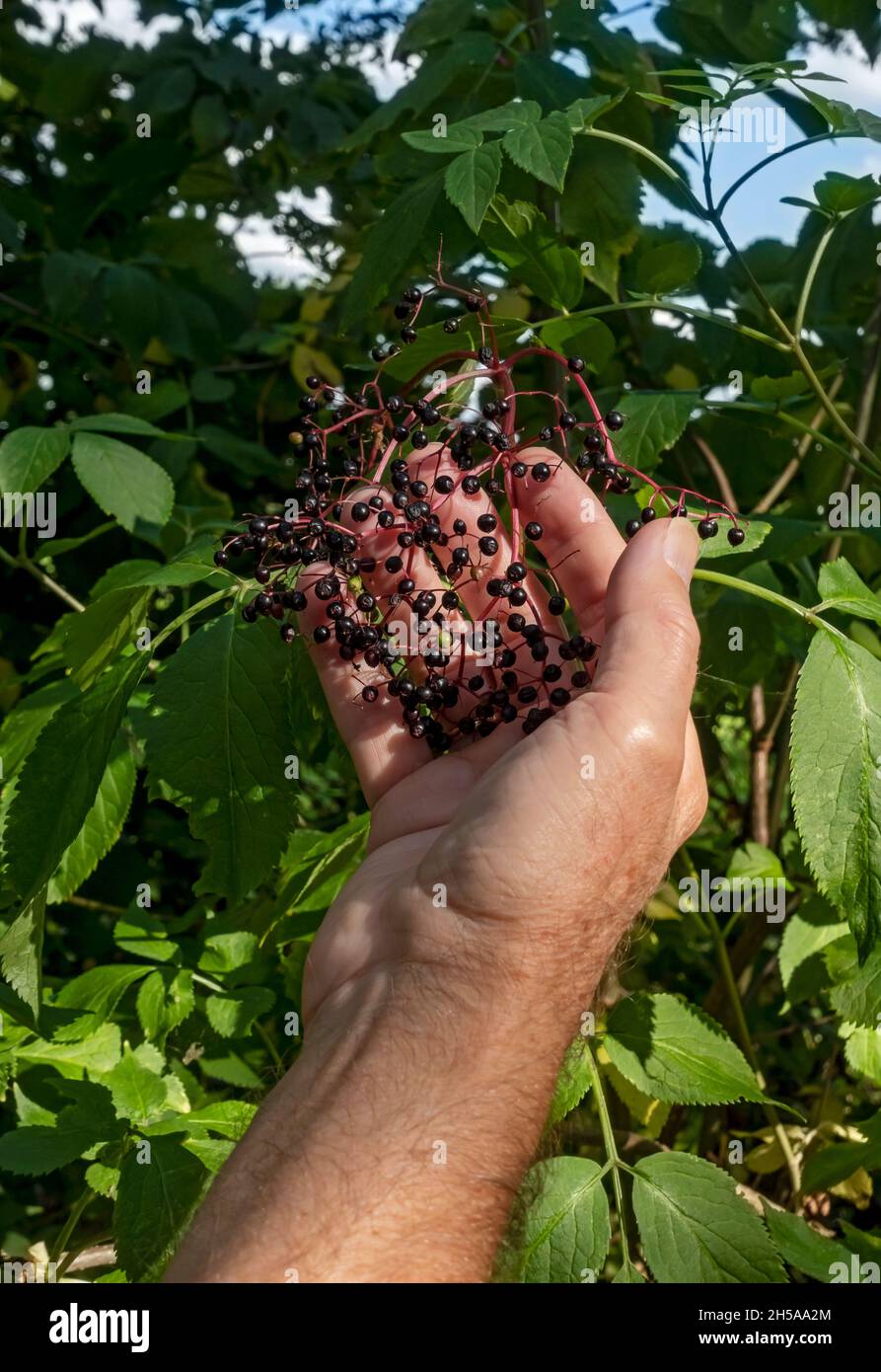 Primo piano di un uomo che raccoglie e raccoglie a mano i frutti di sambuco (Sambucus niger) che crescono a hedgerow in autunno Inghilterra Regno Unito Foto Stock