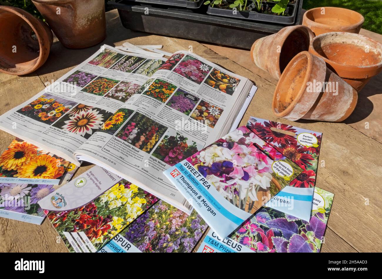 Primo piano di selezione semi da giardino e di ordinazione da un catalogo di semi e pacchetti di semi Inghilterra Regno Unito GB Gran Bretagna Foto Stock
