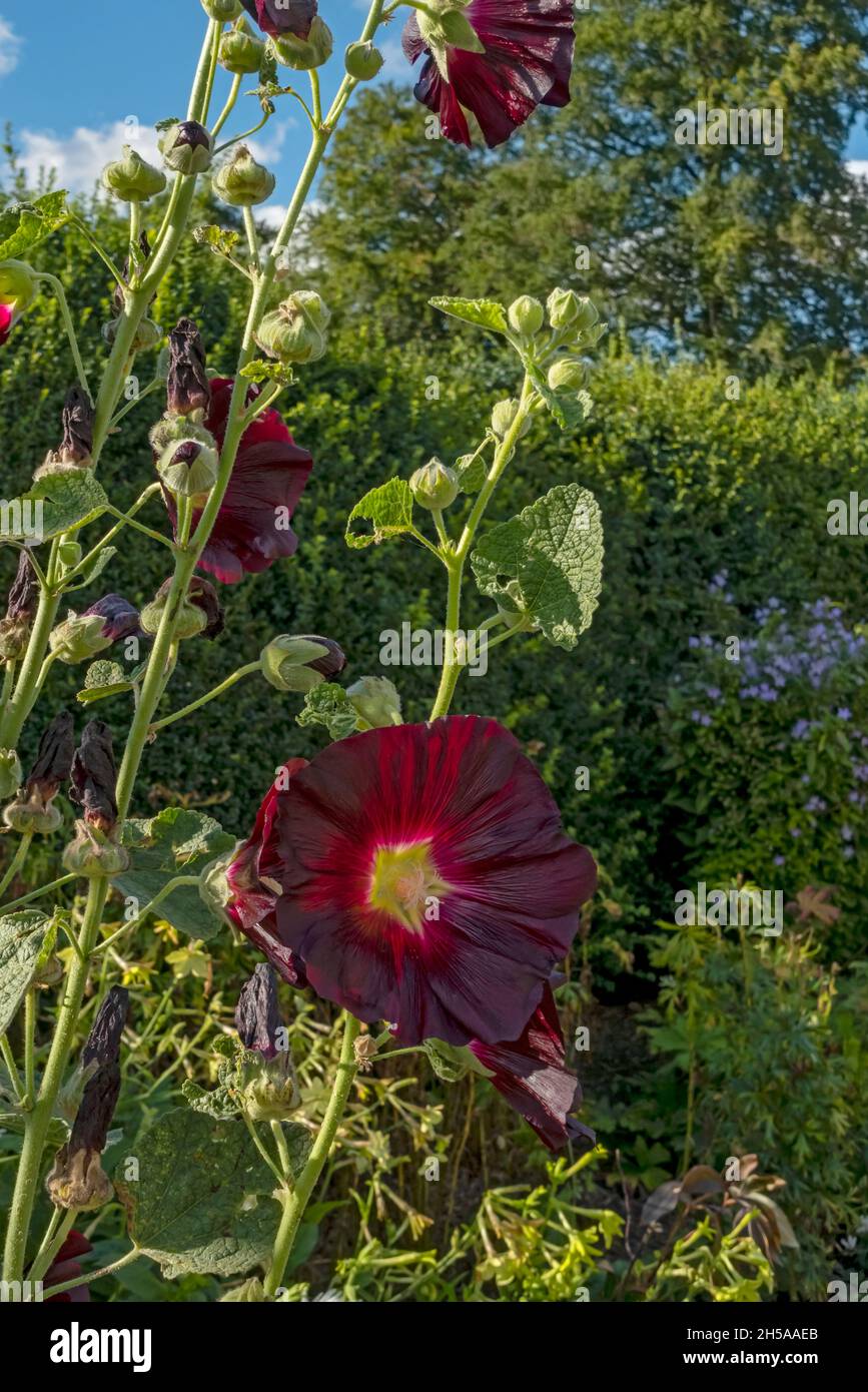 Primo piano di rosso scuro hollyhock Hollyhocks fiori fiore crescere in un confine d'estate Inghilterra Regno Unito Gran Bretagna Foto Stock
