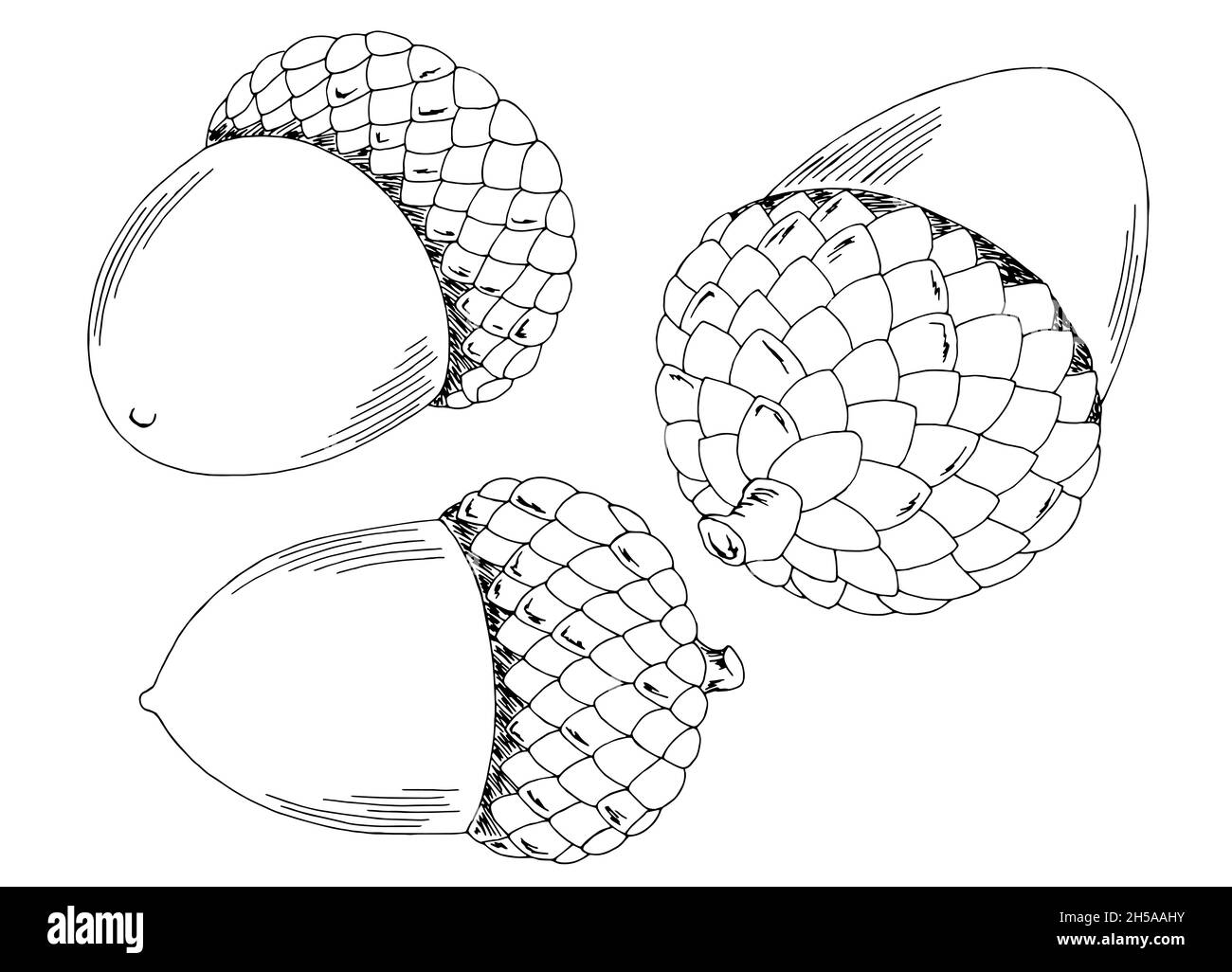 Acorn Set grafico bianco nero isolato disegno vettore Illustrazione Vettoriale