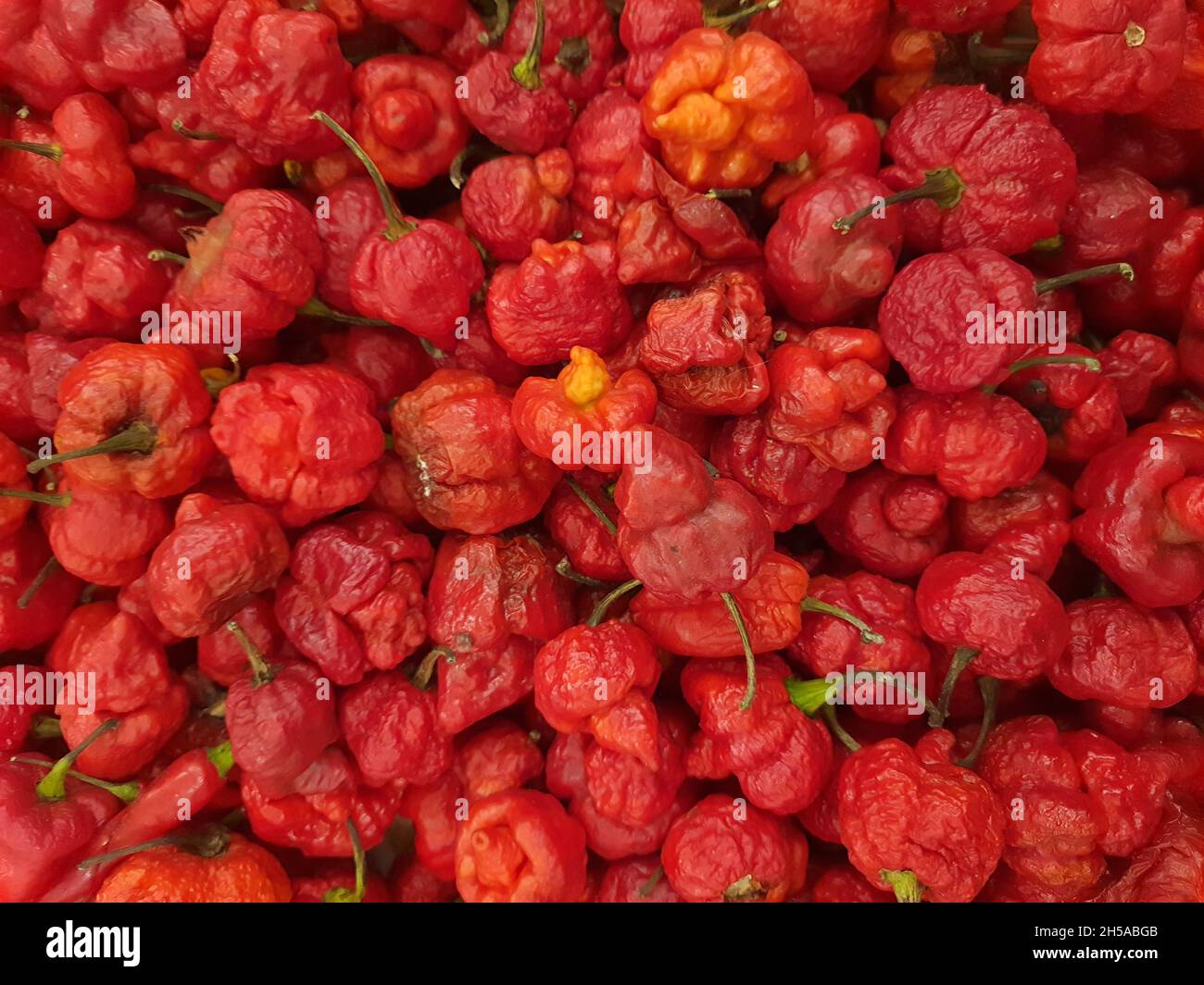 Habanero pepe: Rosso in un mercato. È una varietà calda di pepe. Gli habaneros verdi sono verdi e di colore mentre maturano. Foto Stock