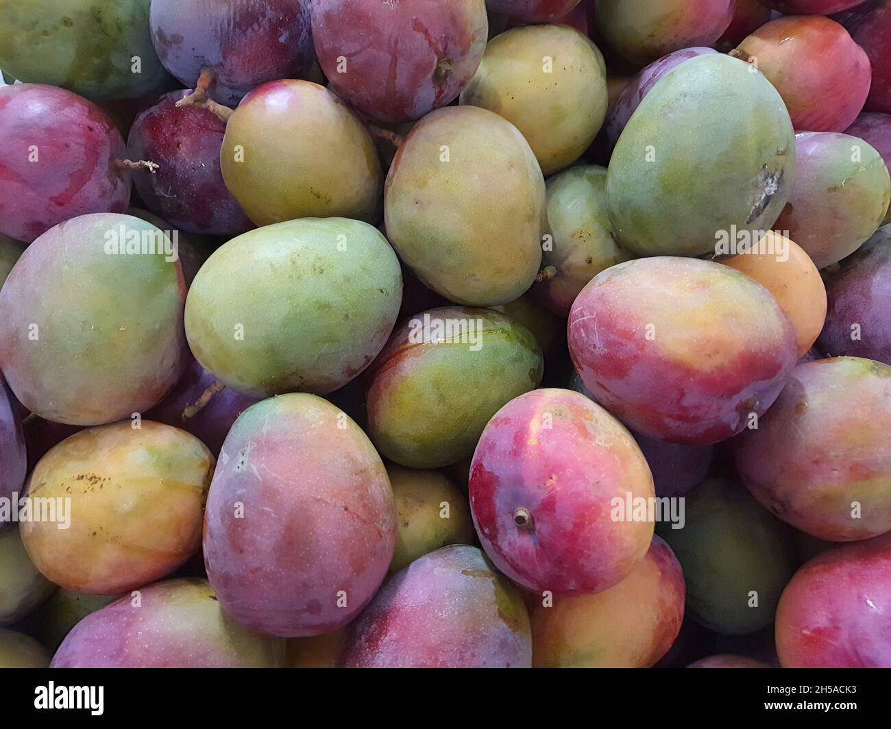 Tommy Atkins mango, in un mercato, a schermo intero. Foto Stock