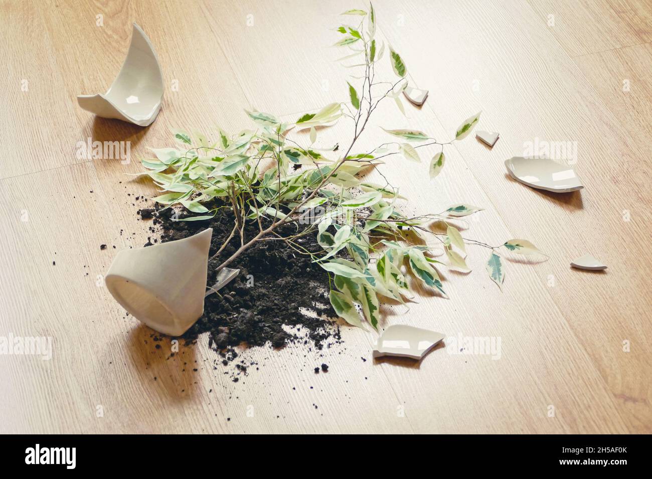 Ficus Benjamina è caduto sul pavimento, vaso rotto, sporcizia e pezzi di vaso di ceramica Foto Stock