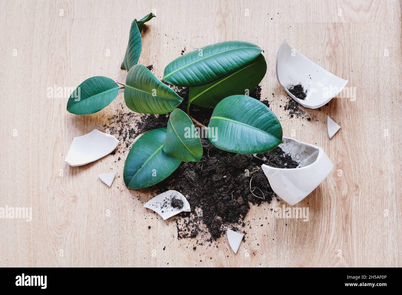 Ficus Elastica si schiantò sul pavimento, pezzi di vaso rotto e terreno Foto Stock