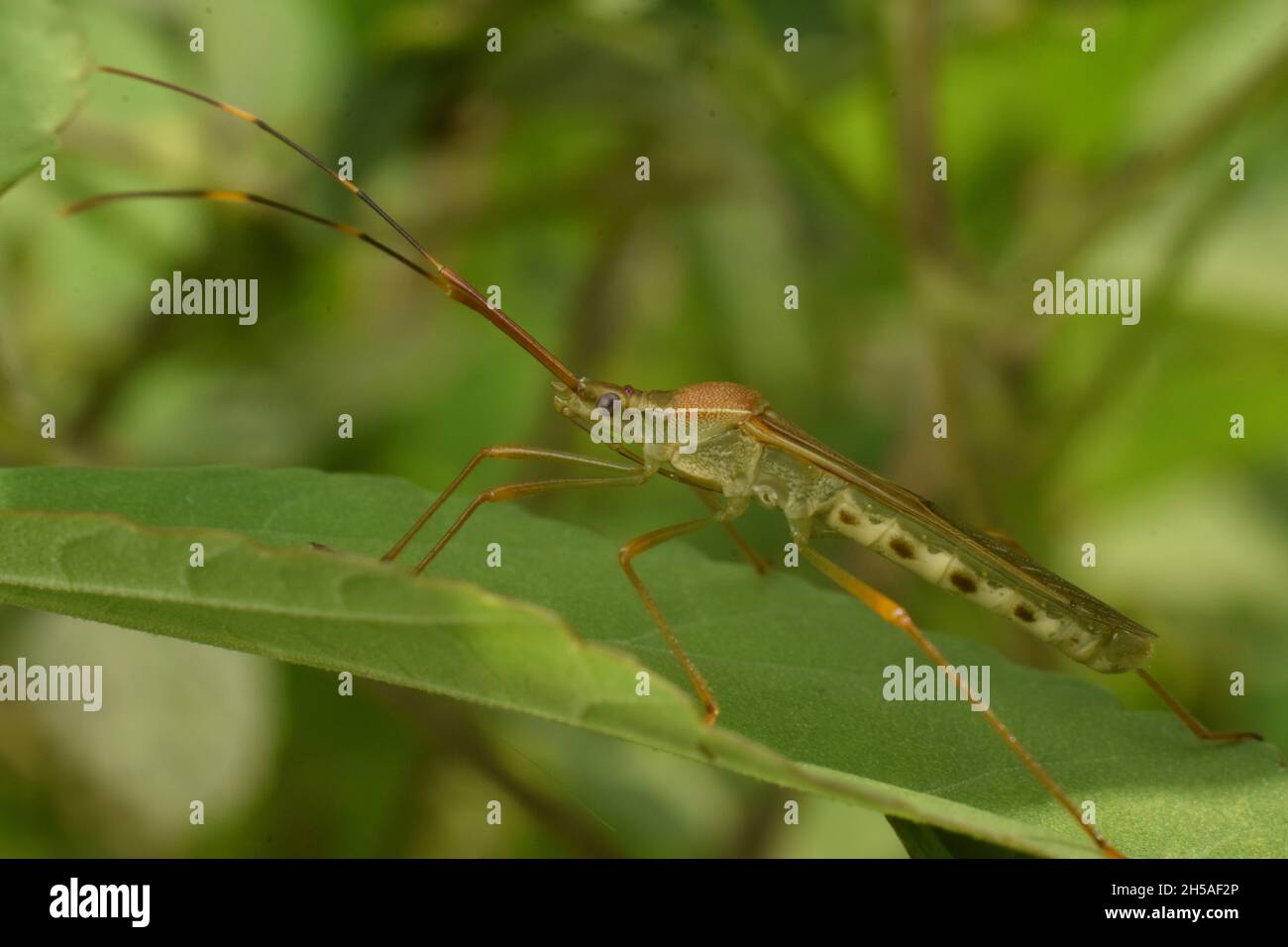 Primo piano foto di bug riso nascosto tra cespuglio verde. Leptocorisa oratoria. Foto Stock