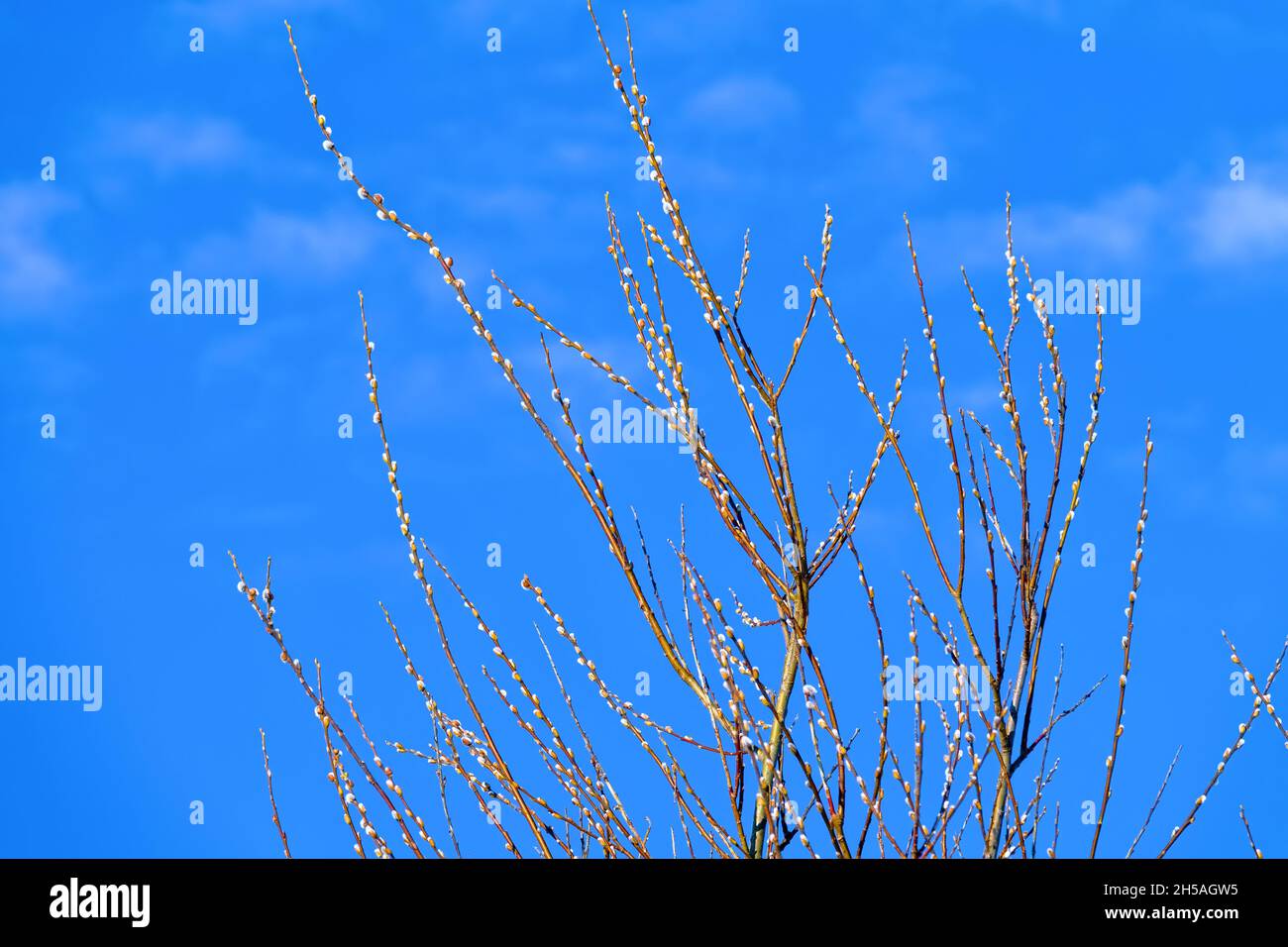 L'epitome dell'inizio della primavera. Salice fiorito (catkins su ramoscelli) sullo sfondo del cielo azzurro Foto Stock