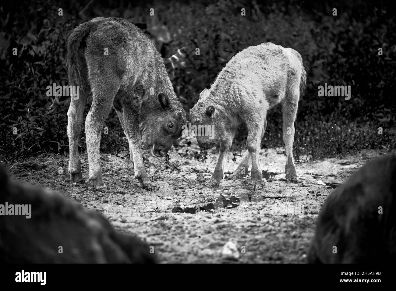 Giovane bisonte che pascolano nella riserva Foto Stock