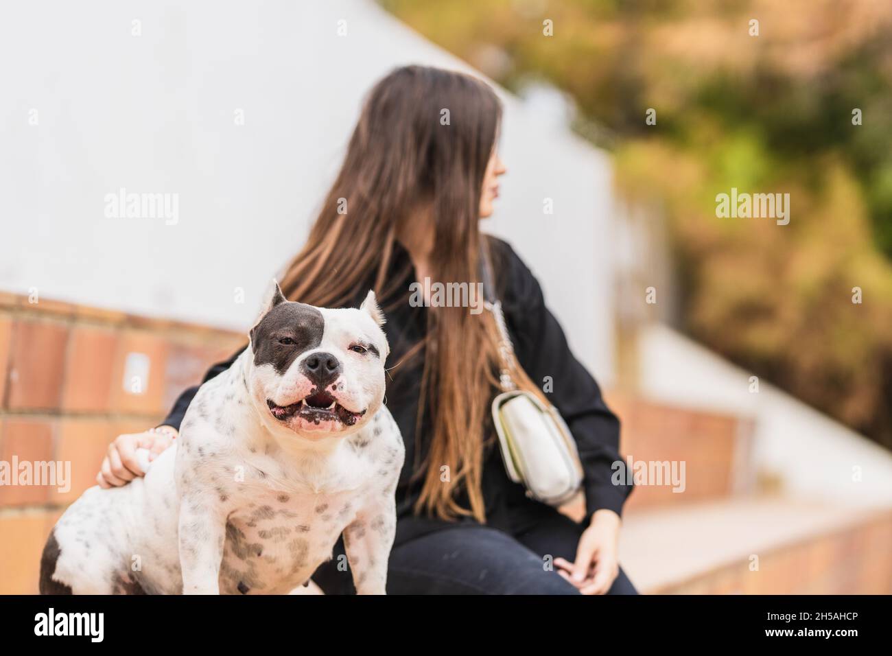 Cane bully americano seduto su una panchina accanto alla donna Foto Stock