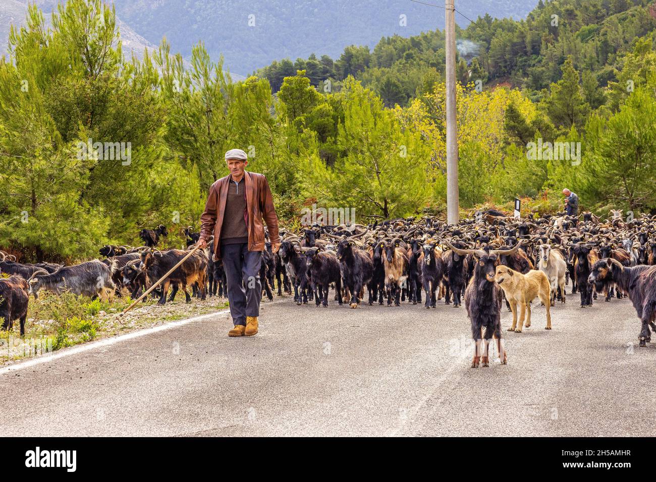 Albania rurale una strada è bloccata da un gregge di capre guidato da capra Foto Stock