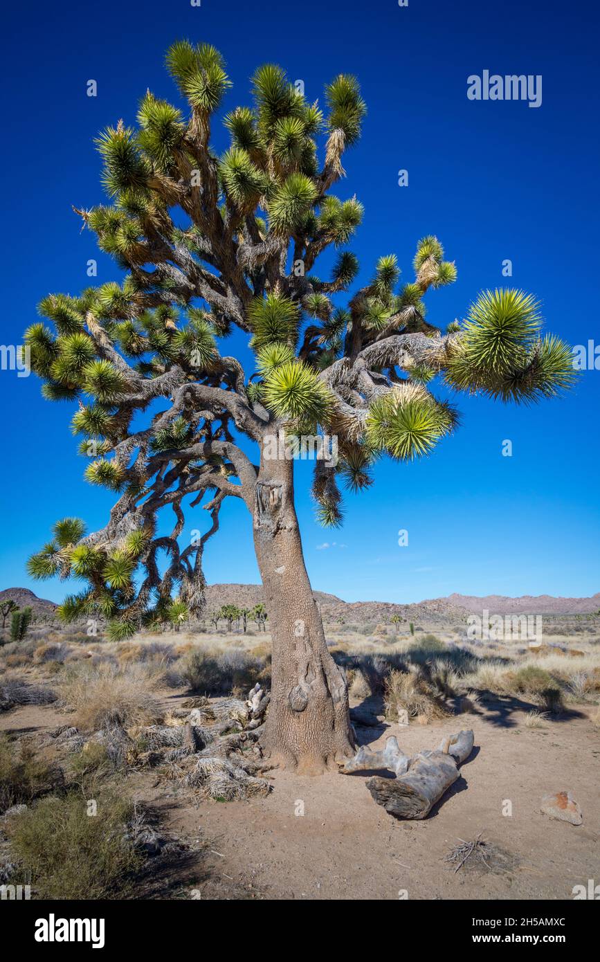 Parco Nazionale di Joshua Tree - Palme di Twentynine - California Foto Stock