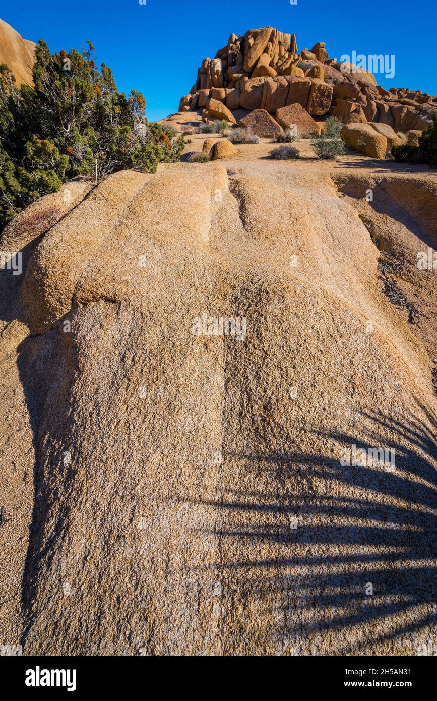 Parco Nazionale di Joshua Tree - Palme di Twentynine - California Foto Stock