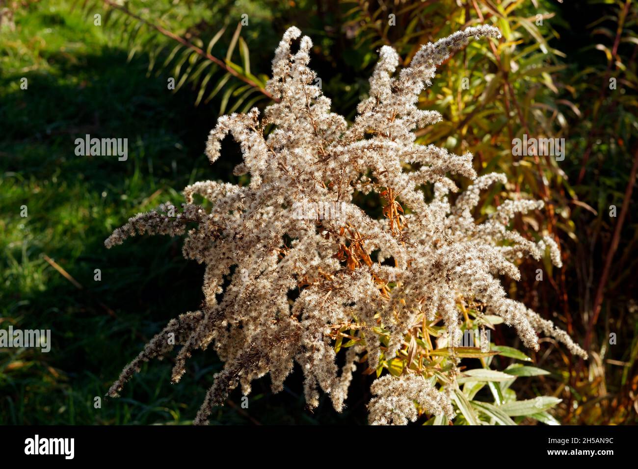 Semi di fiore in autunno, goldenrod, Solidago, un fiore giallo che fiorisce a fine estate (orto di Suzanne, paese della Loira, Fr)/ Foto Stock