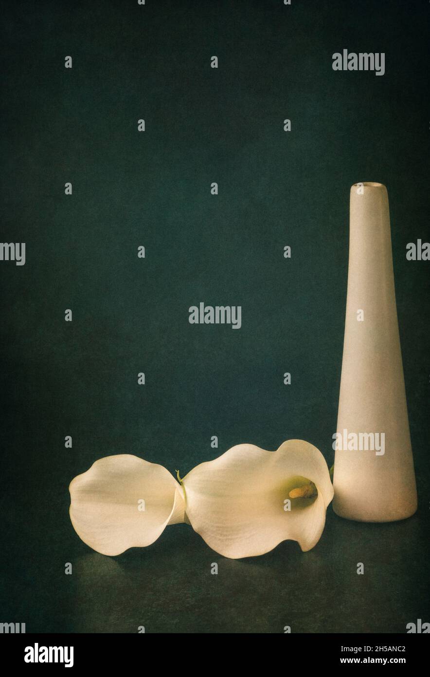 Due gigli Calla bianchi accanto al vaso su sfondo verde testurizzato Foto Stock