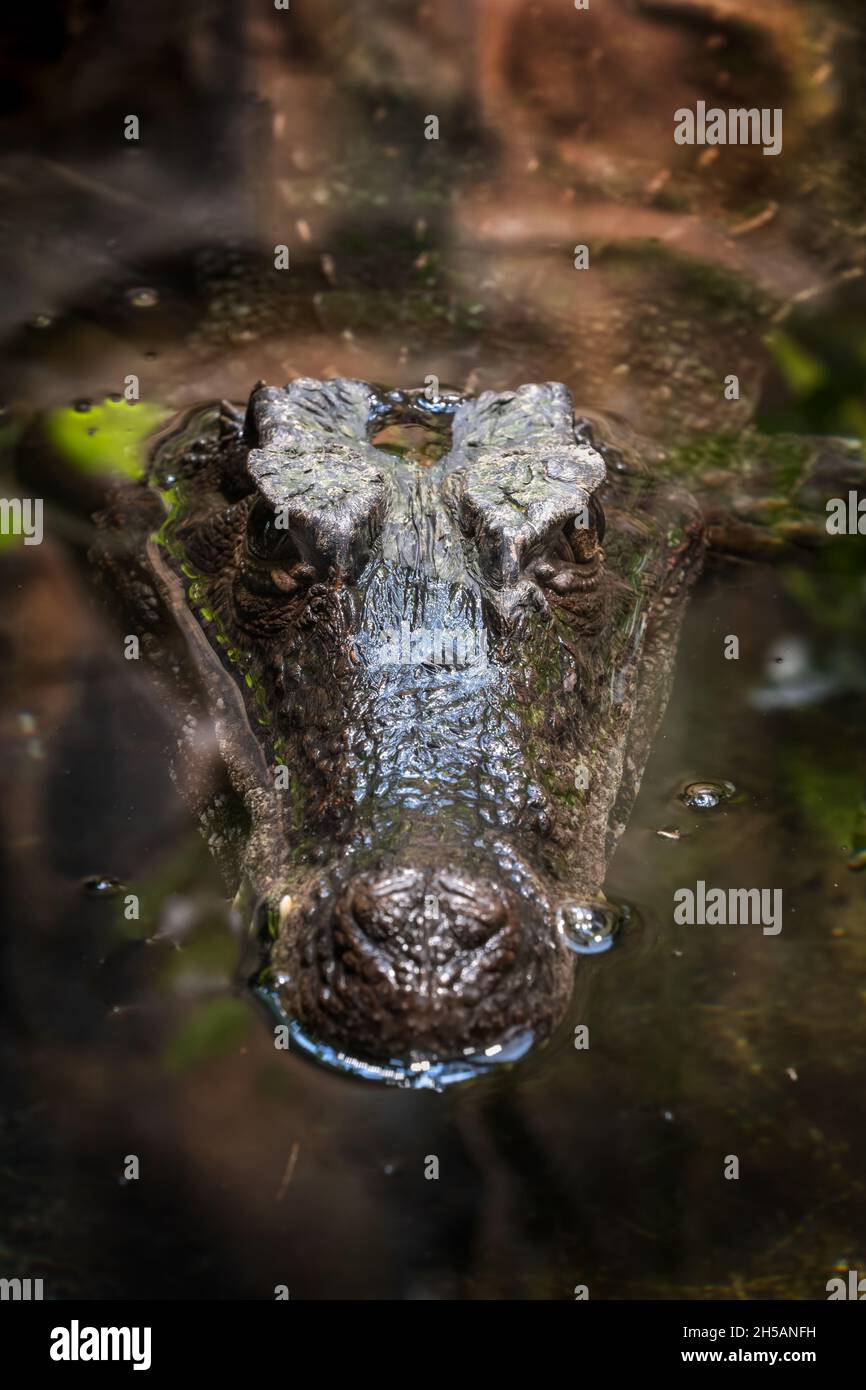 Caimano (Paleosuchus trigonatus) sommerso in acqua, coccodrillo della famiglia: Alligatoridae, regione natale: Amazzonia e Orinoco Bas Foto Stock
