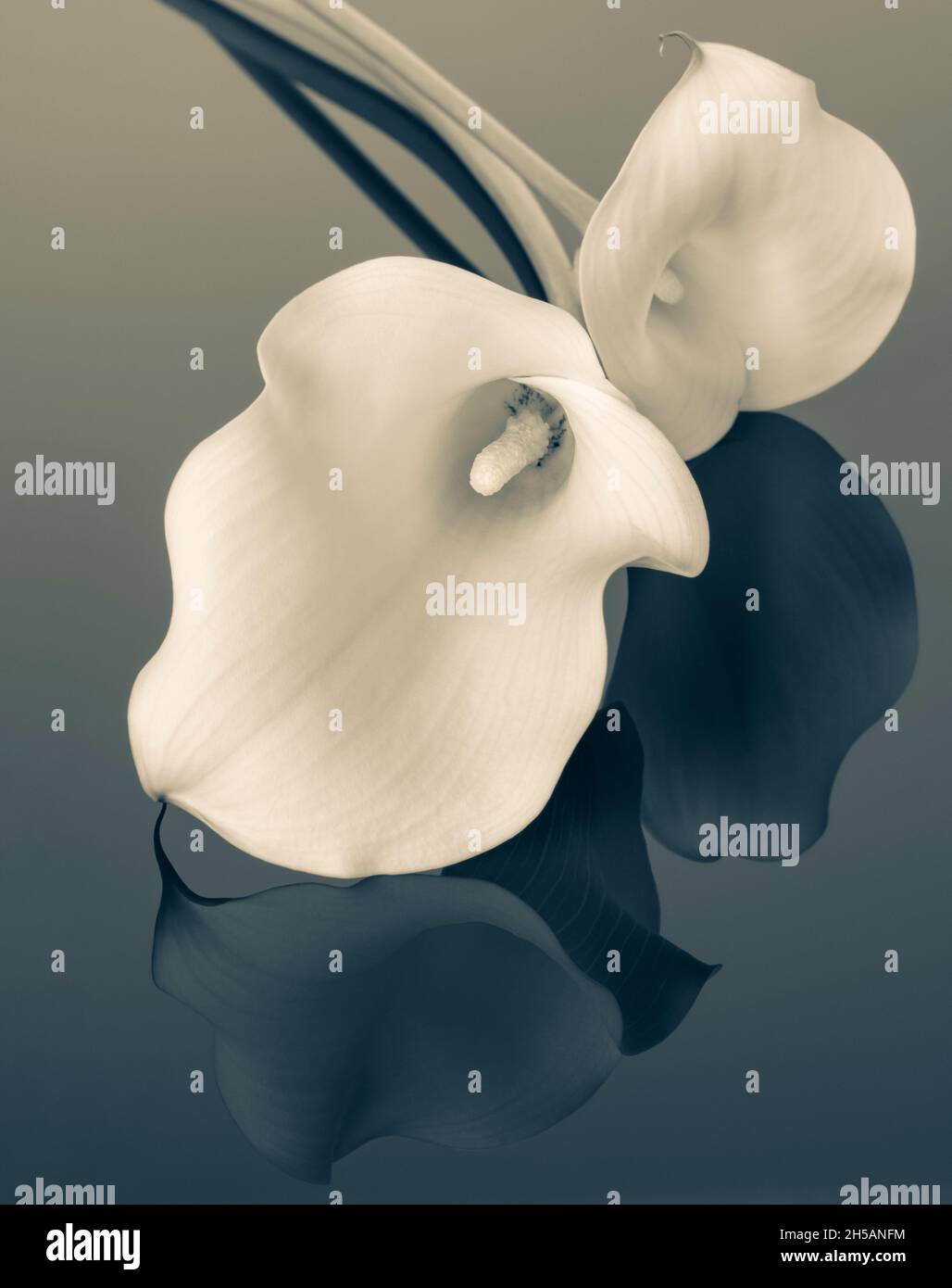 Due gigli Calla bianchi su sfondo riflettente in duotono Foto Stock