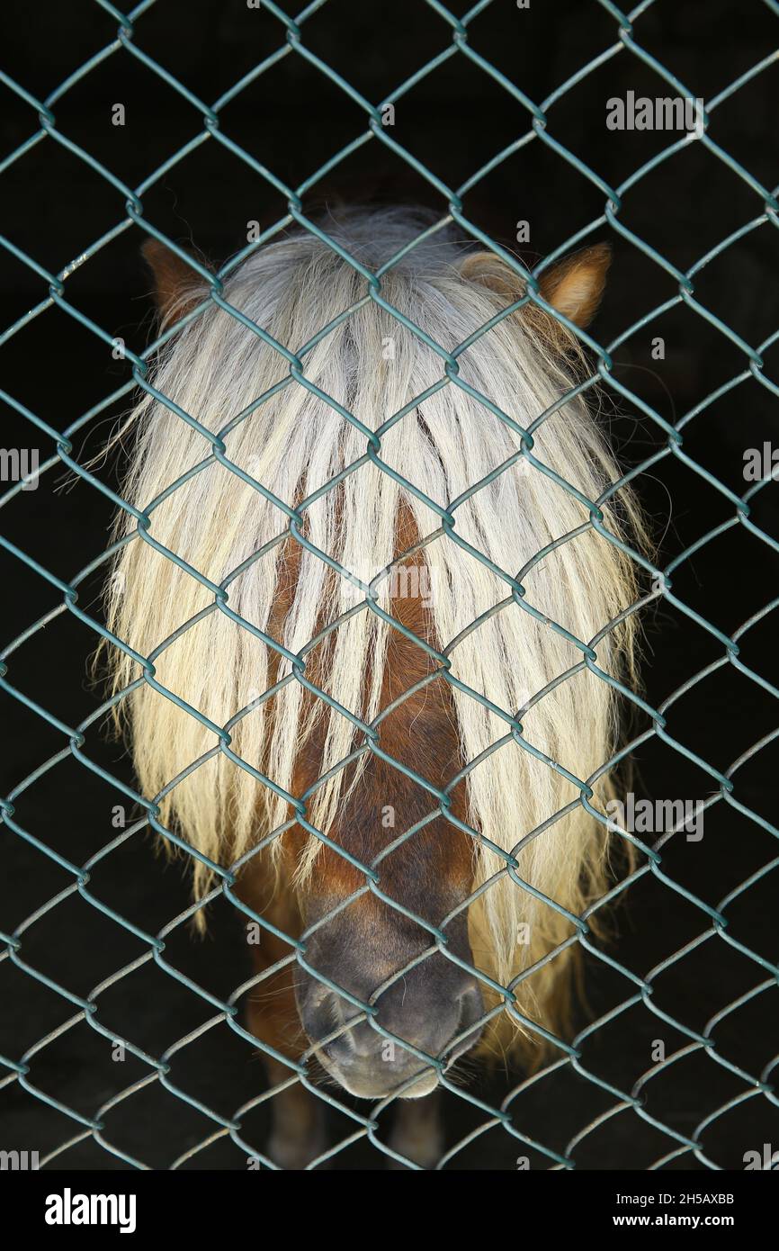 Ritratto di un cavallo con rete metallica . Mane cavallo . Testa di cavallo Palomino con scagny bianco forelock . Foto Stock